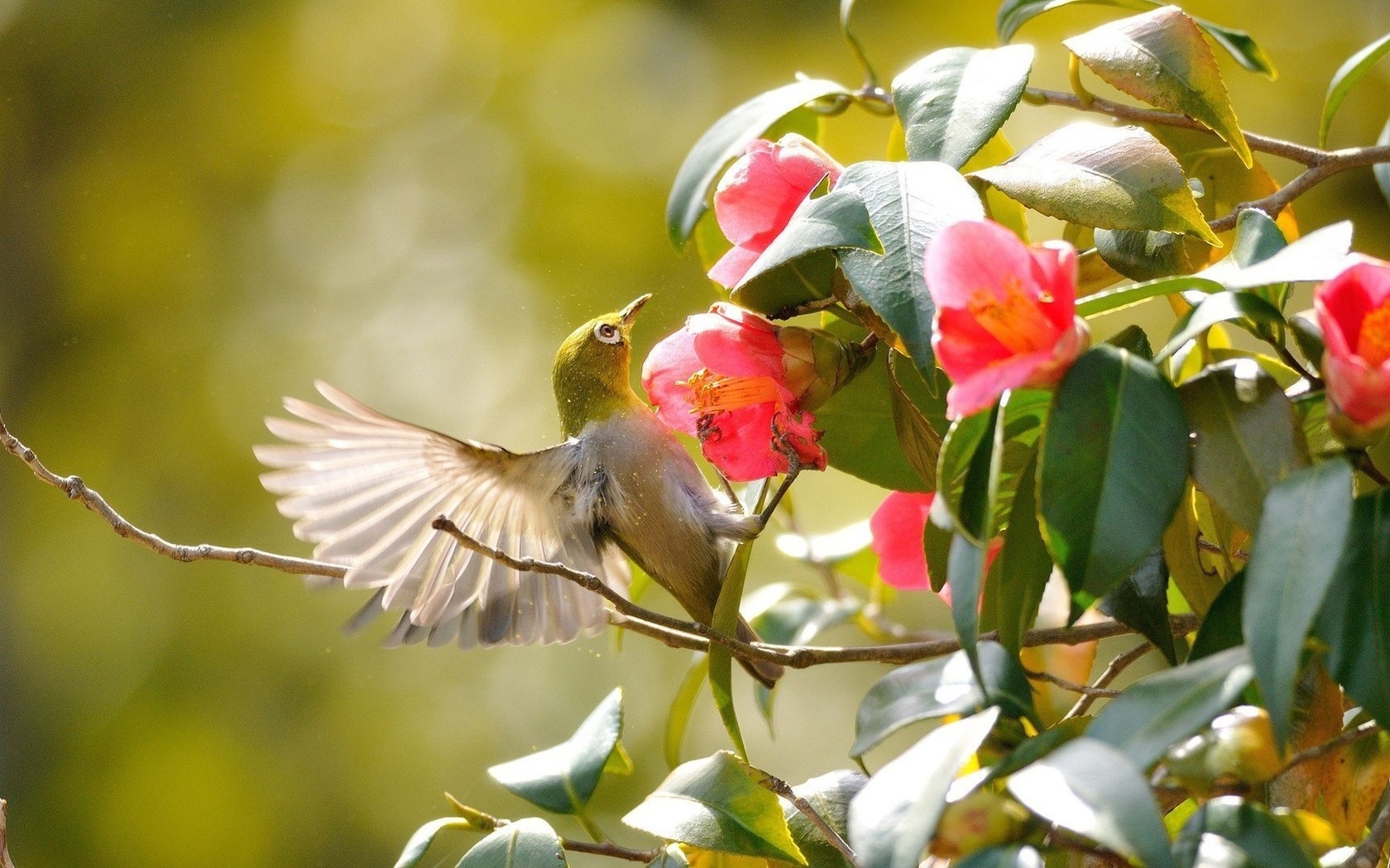 hummingbird, bird, flower, branch, wild