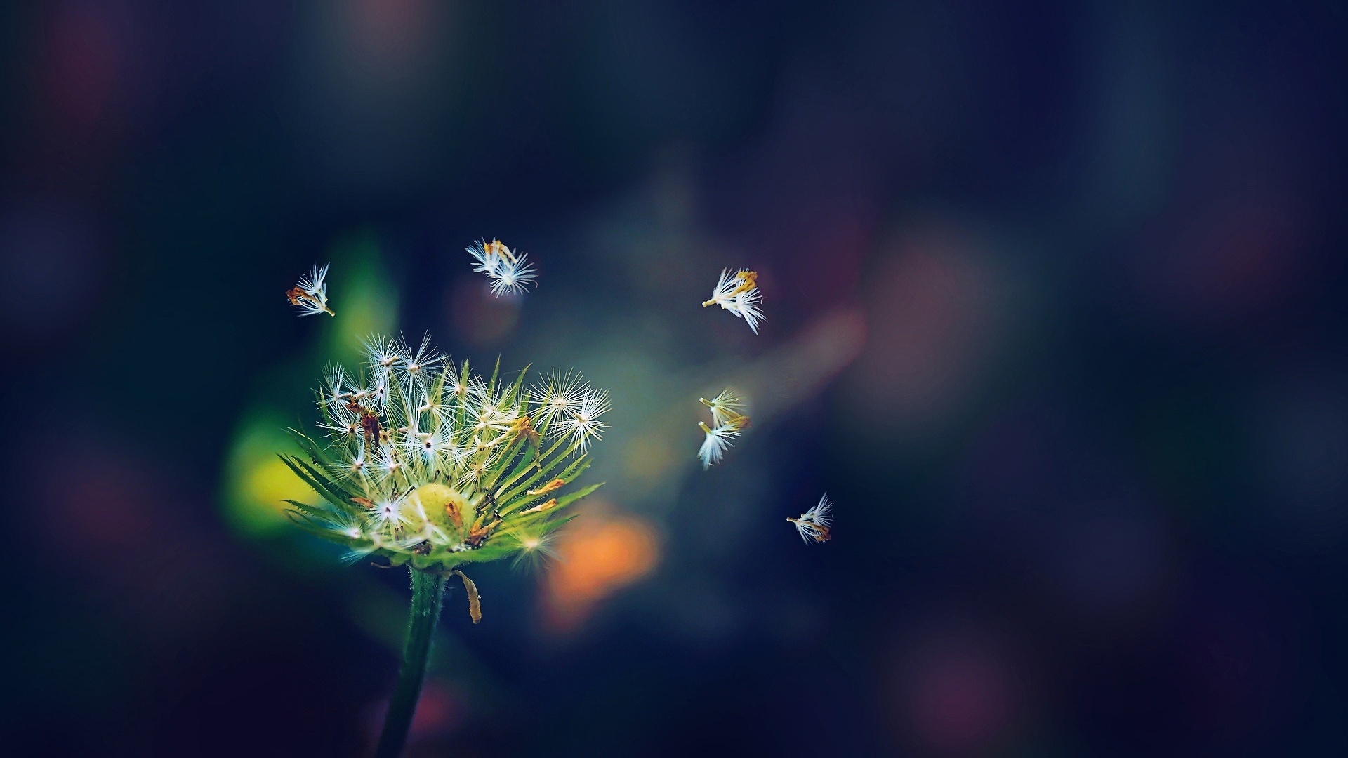 dandelion, branch, tree, flower