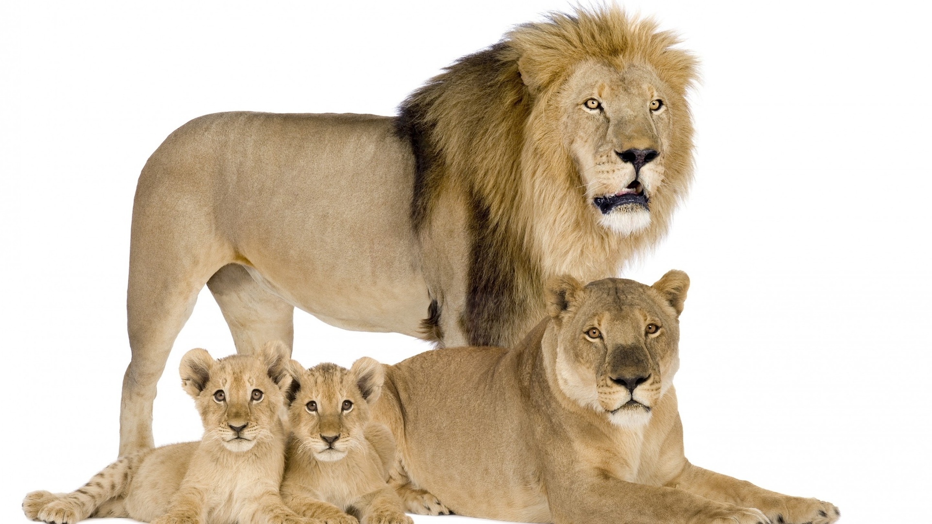 lion, family, bigcat, wild