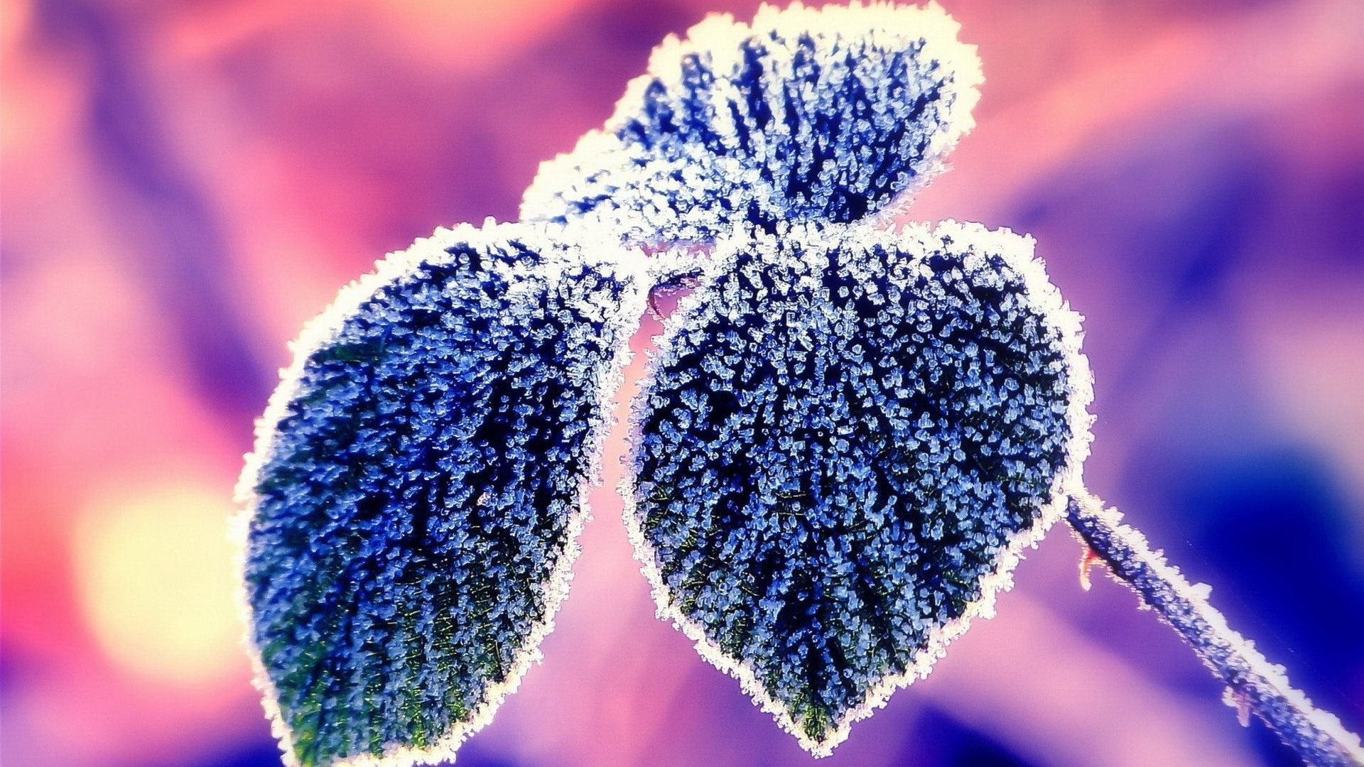 frosty, leaves, winter, snow, pink