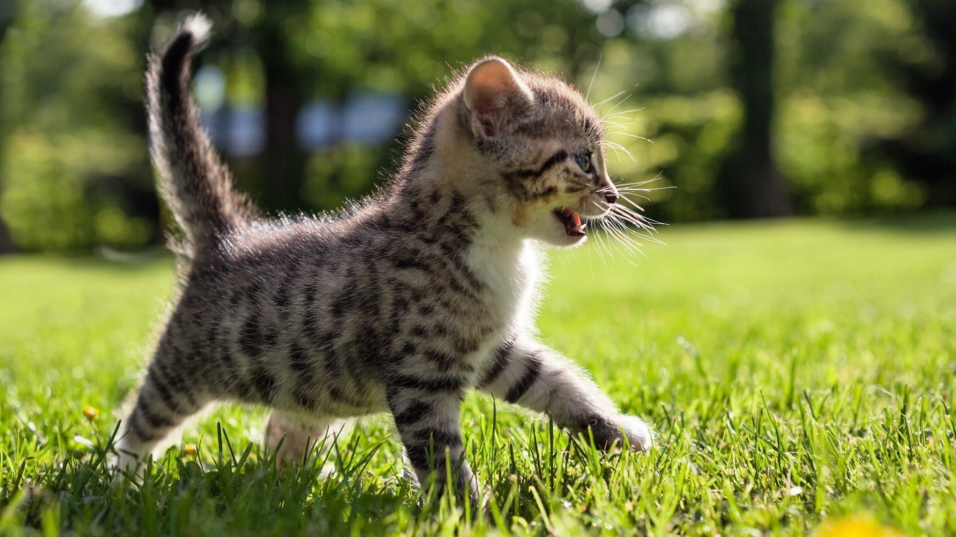 kitten, cat, sun, summer, nature, park, grass, tiger, predator