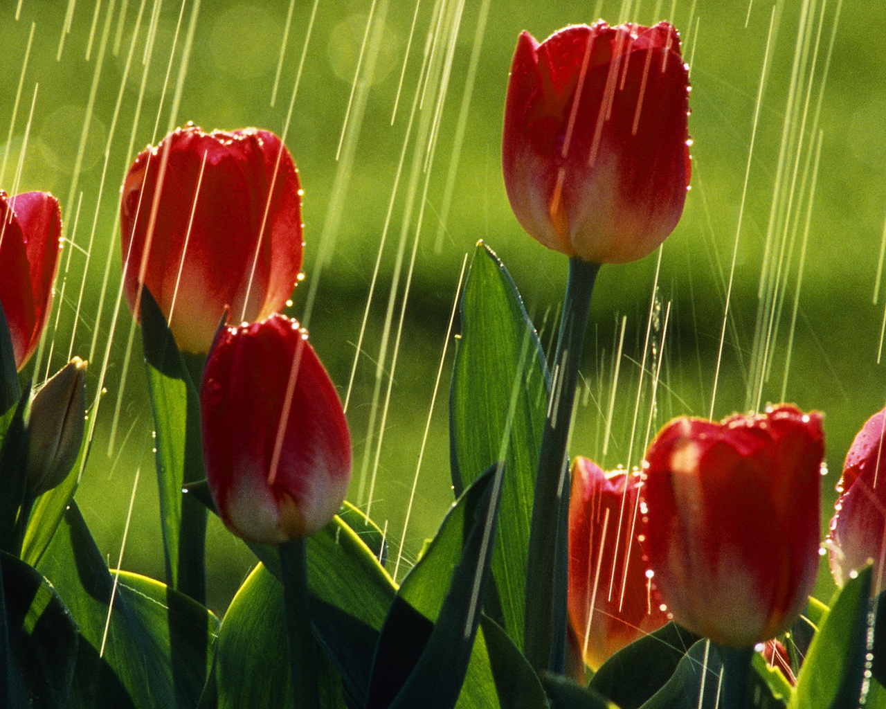 tulips, flower, red, rain, water, field