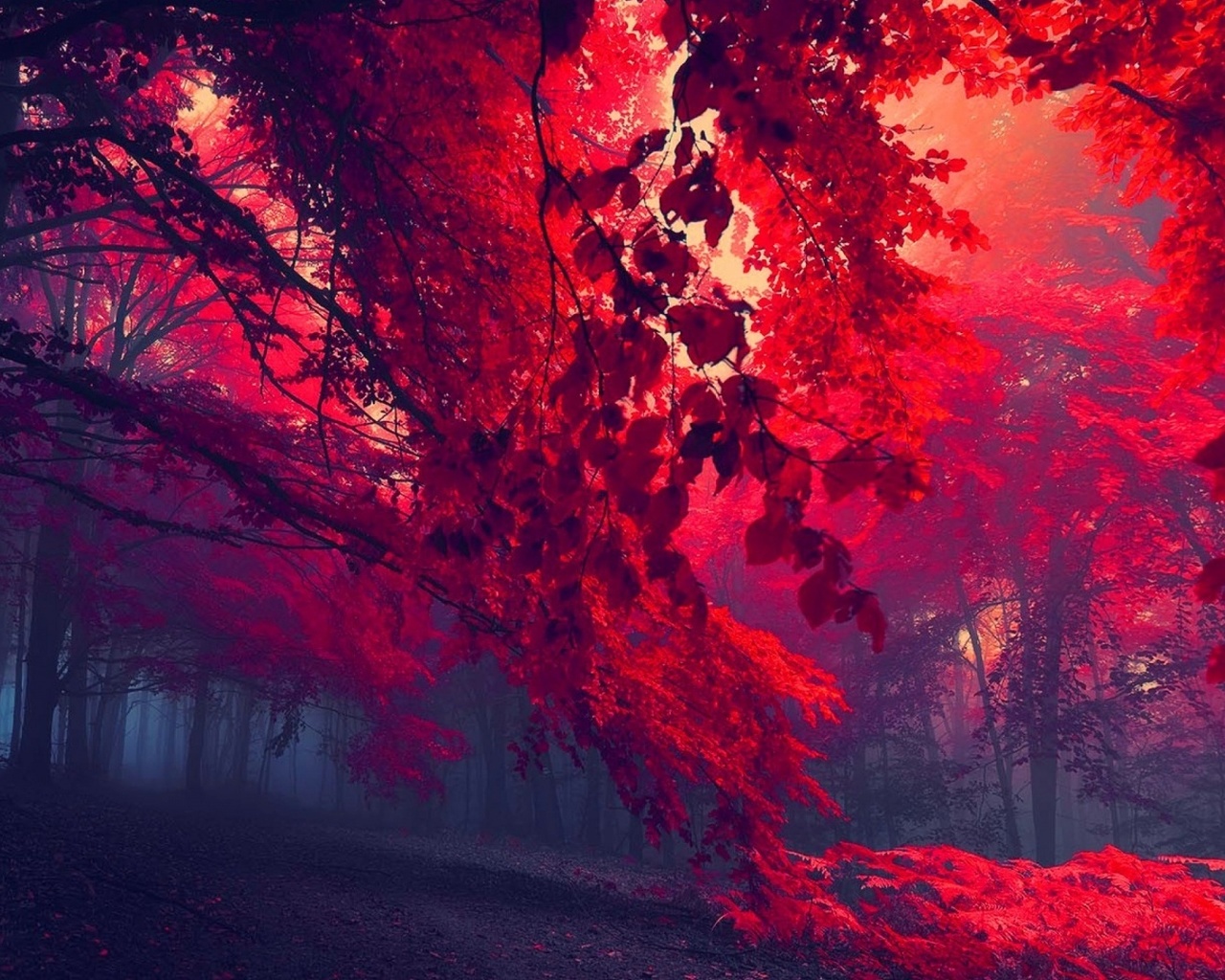 forest, red, tree, leaves, sunlights