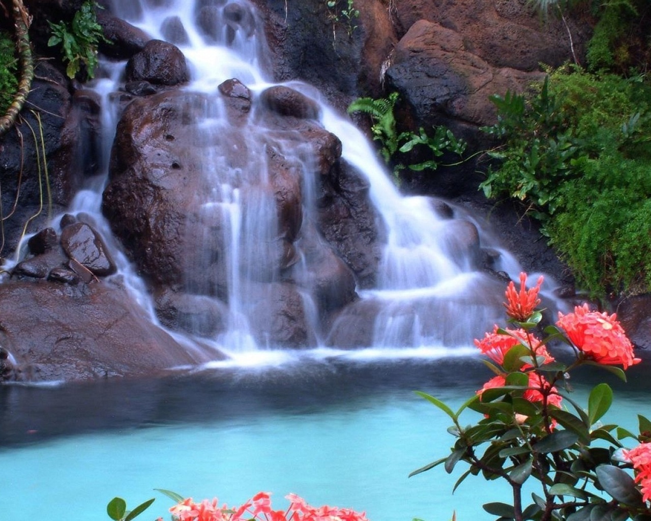 forest, red, tree, leaves, waterfalls, rock, flower