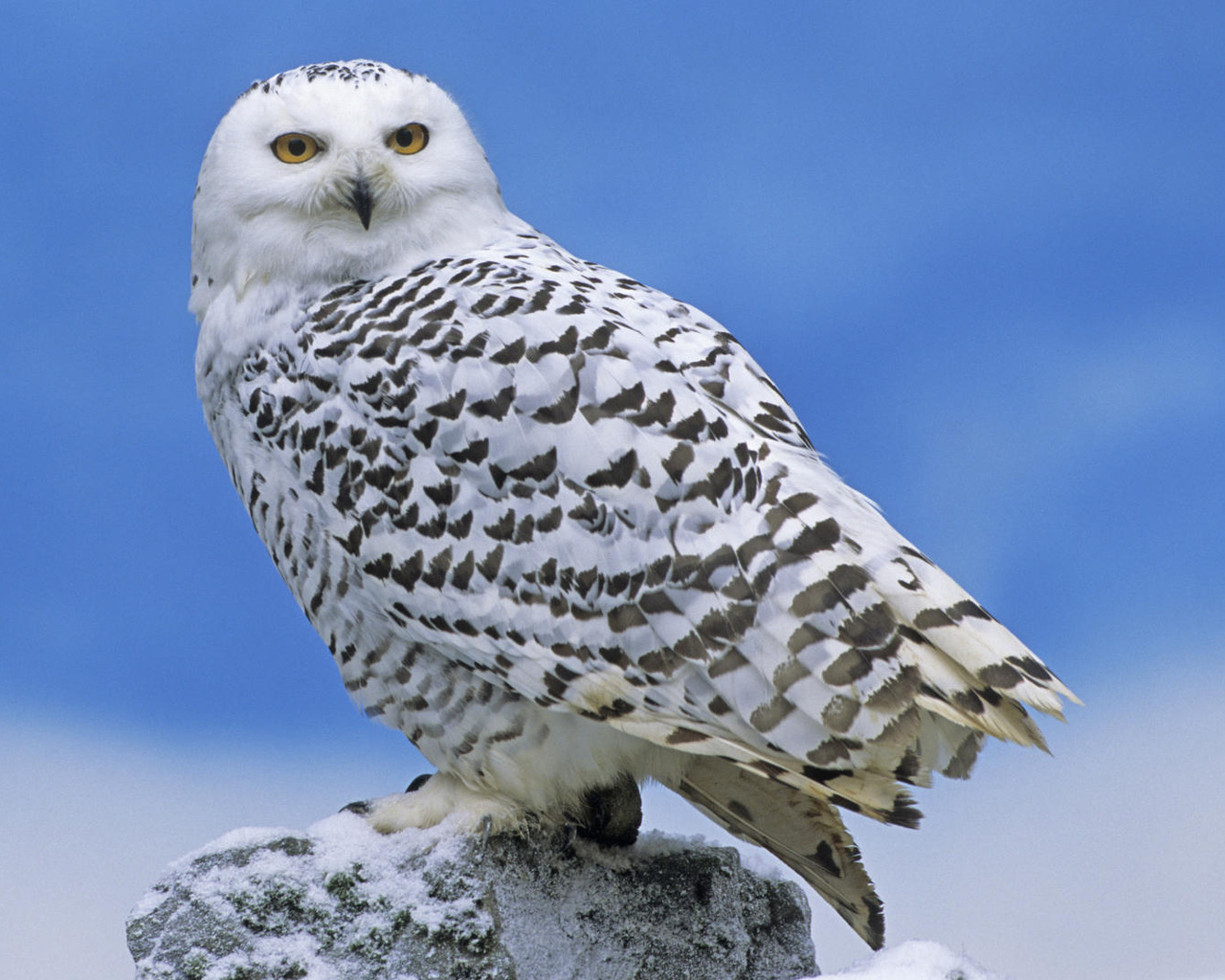 owl, bird, snow, wild, fly
