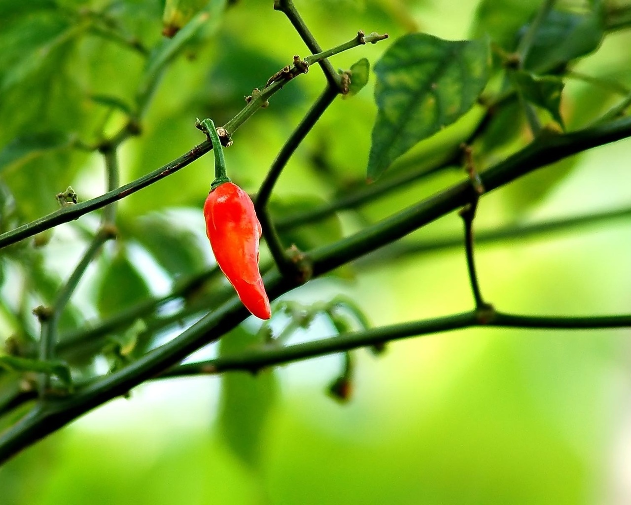 chili, pepper, red, branch, tree, green, leaves