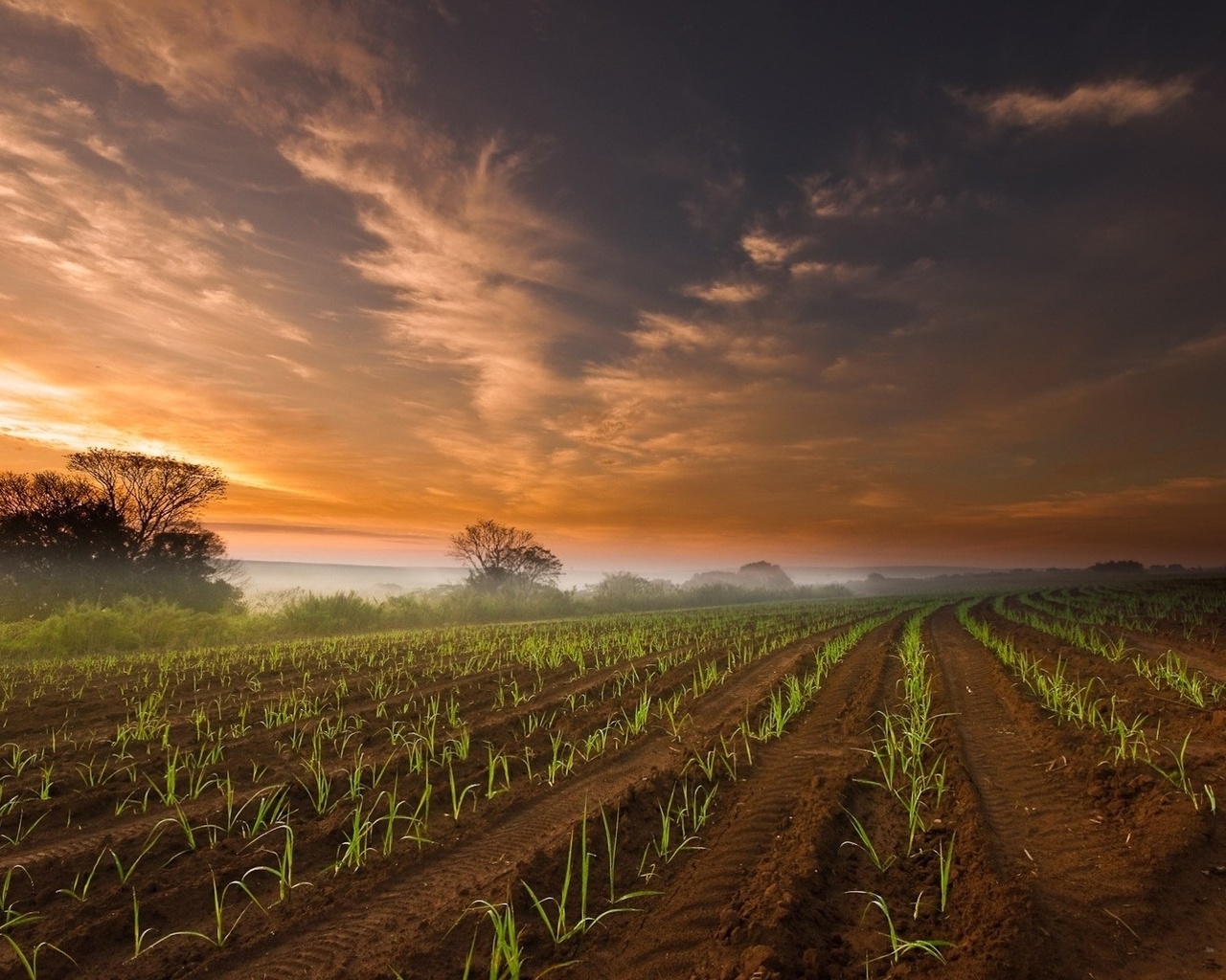 farm, field, green, sky, clouds, grass