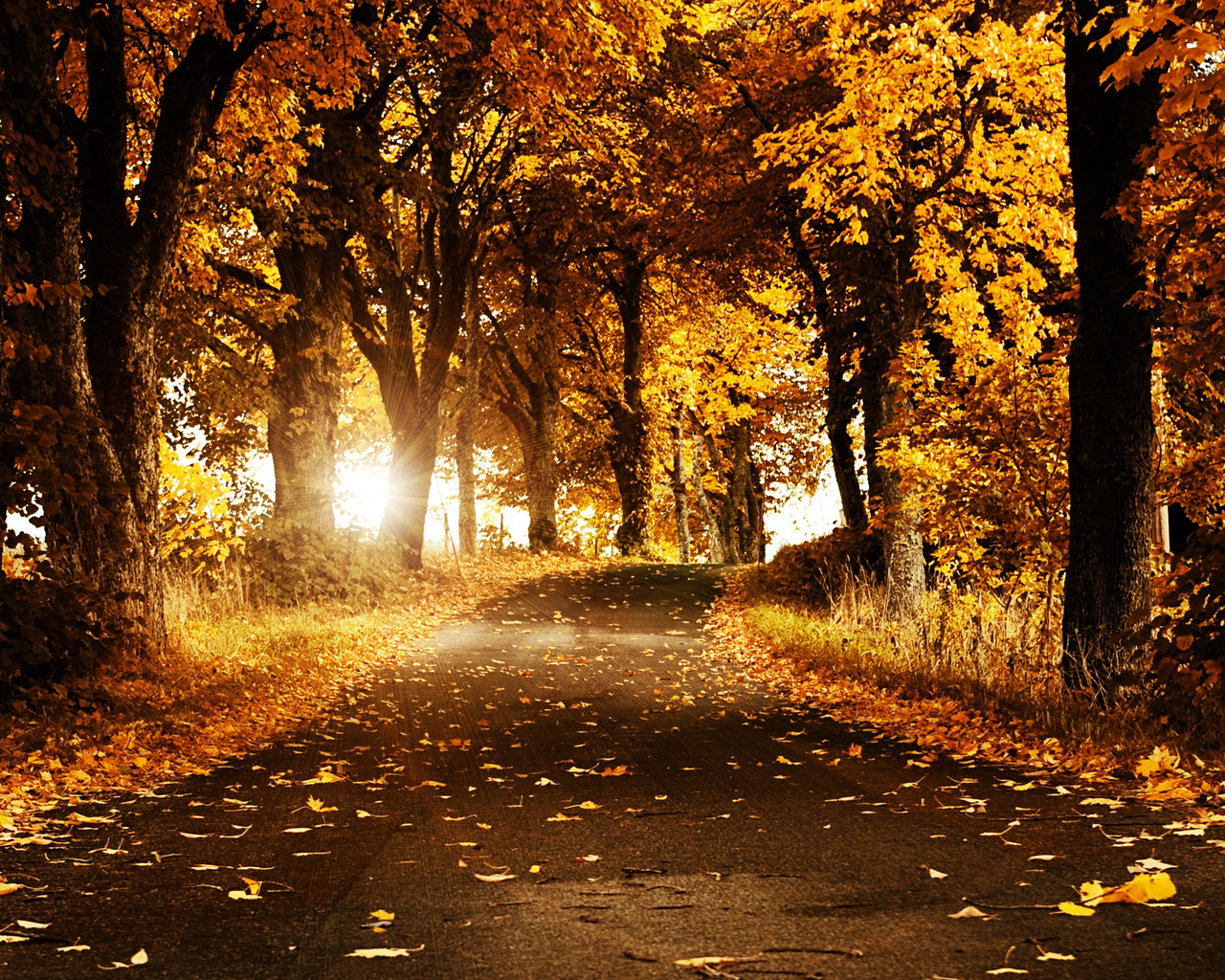 autumn breeze, autumn, breeze, flower, trees, road, sun, shine, yellow, cool, hot, awesome, nice, view, sunset, leaves, leaf, bright, sunny, day, night, forest, jungle, summer, spring, winter