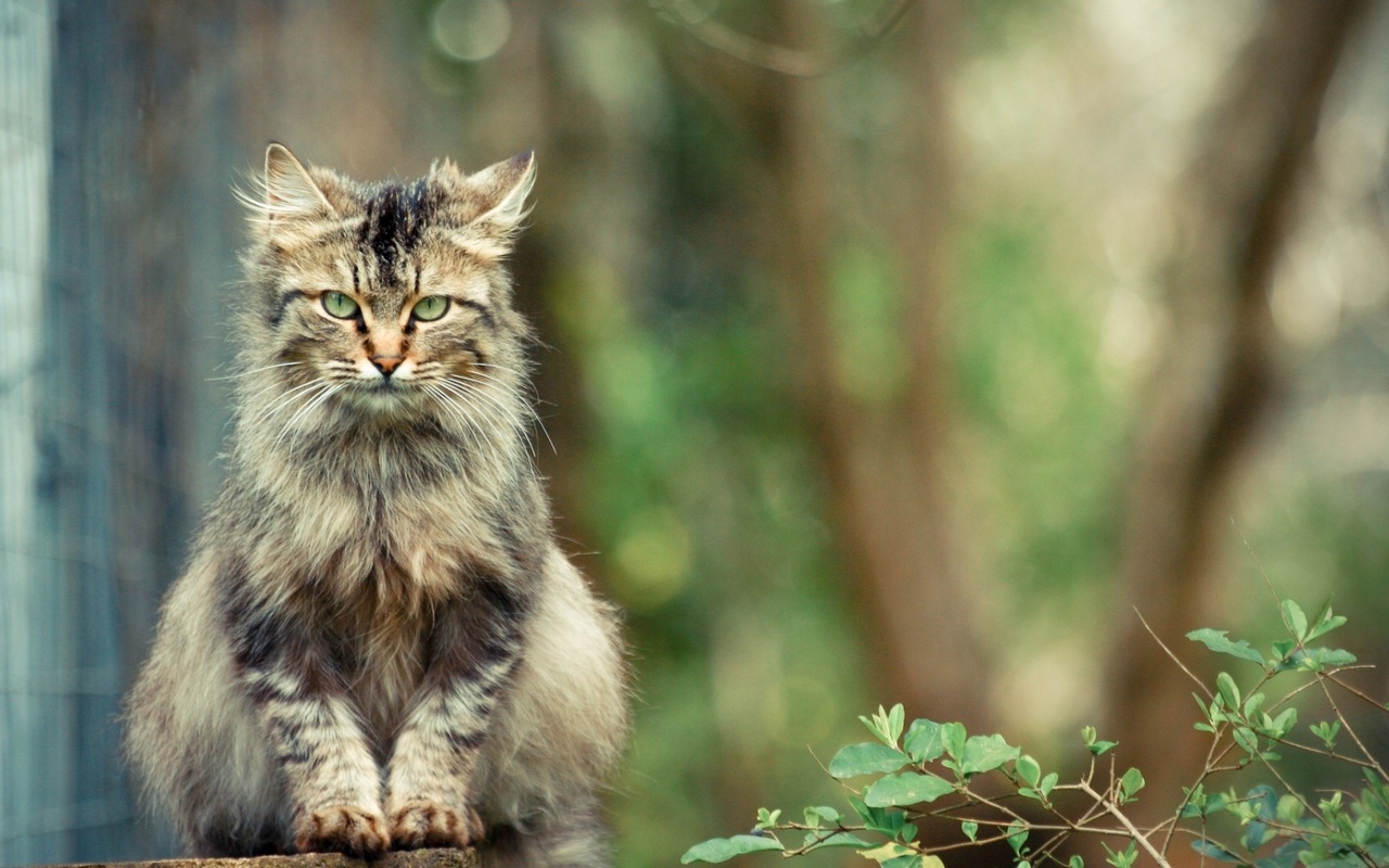 cat, feline, tree, leaves, house, look