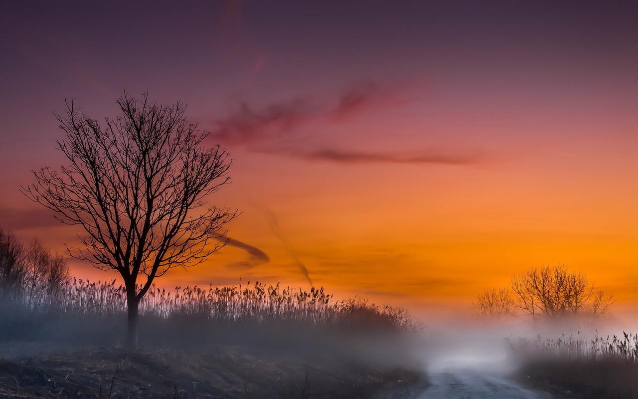 road, morning, tree, mist, tree, sky, purple