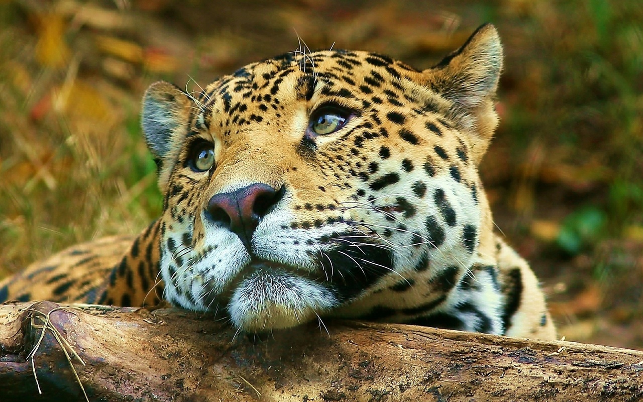 jaguar, branch, tree, bigcat, wild