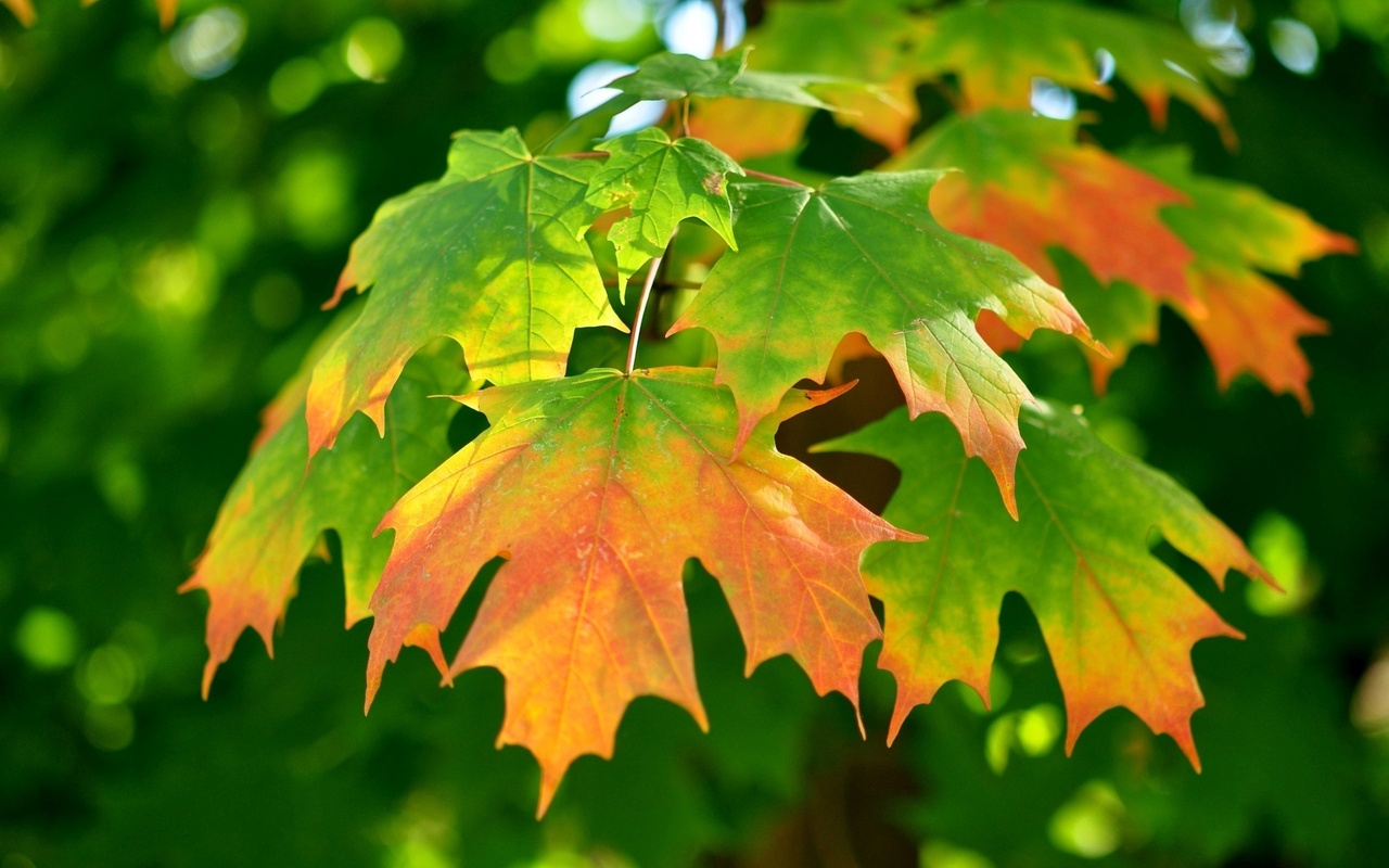 autumn, leaves, gree, branch