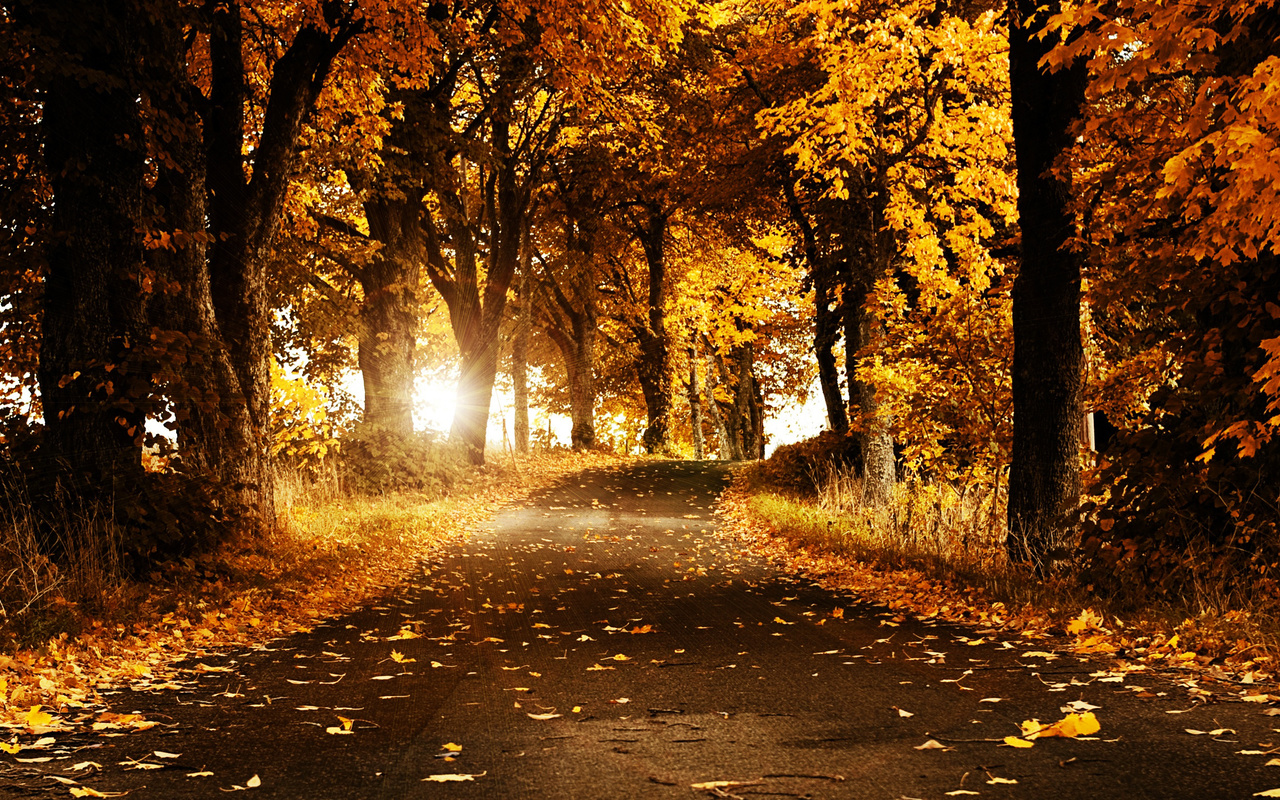 autumn breeze, autumn, breeze, flower, trees, road, sun, shine, yellow, cool, hot, awesome, nice, view, sunset, leaves, leaf, bright, sunny, day, night, forest, jungle, summer, spring, winter