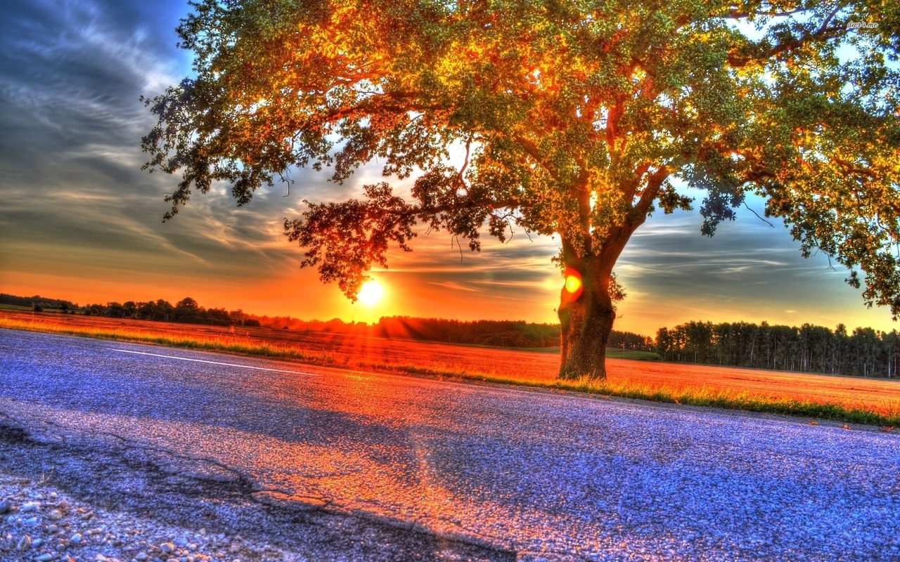 autum, tree, leaves, flower, sun, sunlight, ,, 