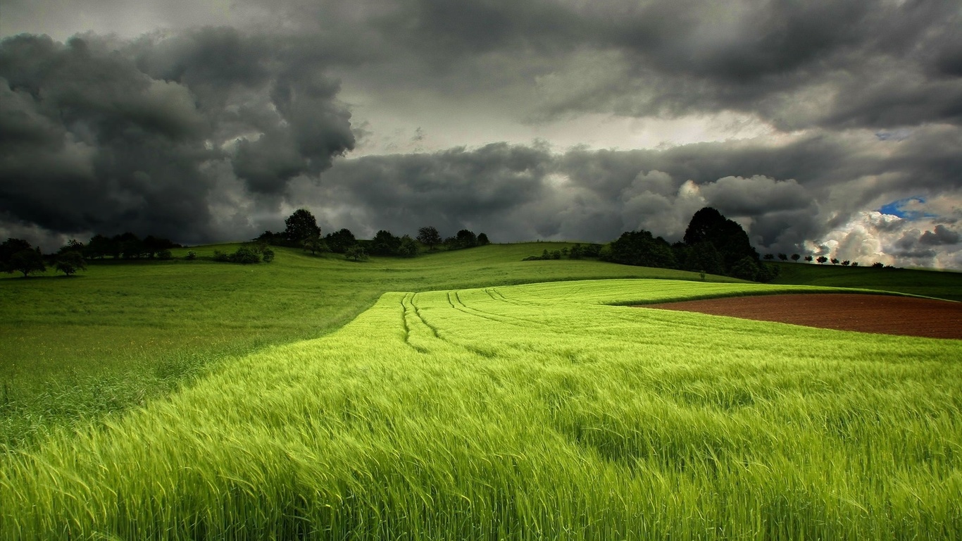 fields, colors, flowers, sky, red, trees