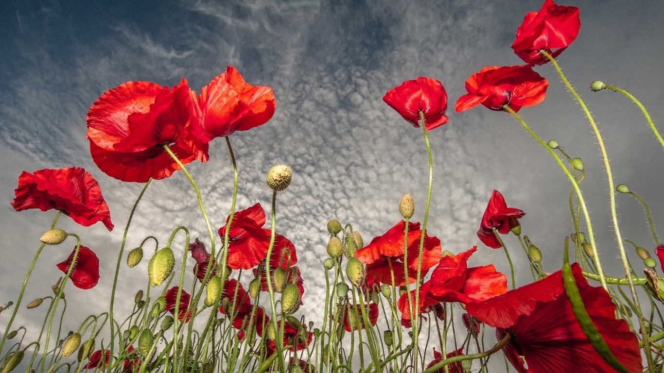 fields, colors, flowers, sky, red, trees