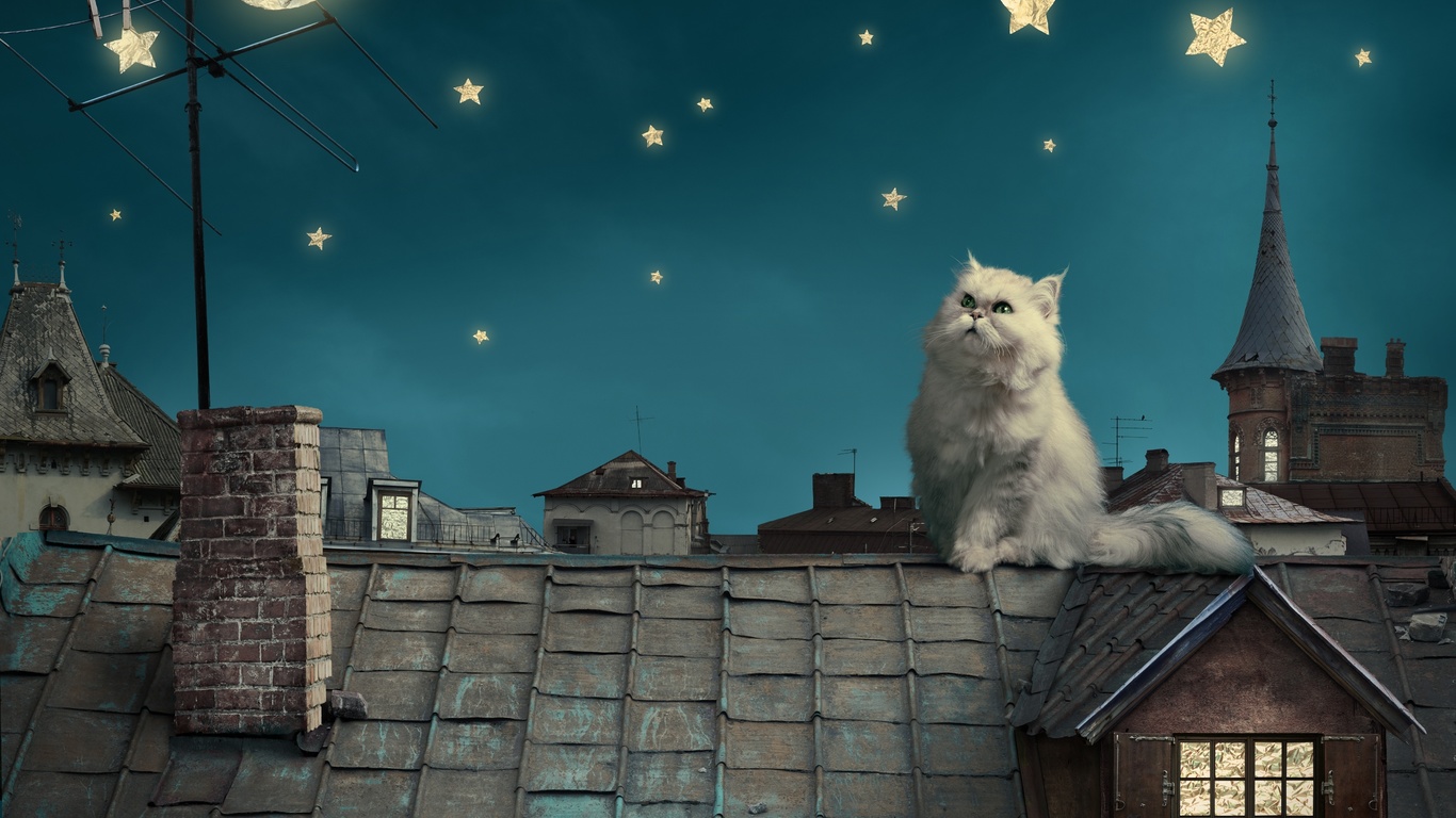 persian white cat, kitten, fairytale, fantasy, roof, house, sky, night, stars, moon