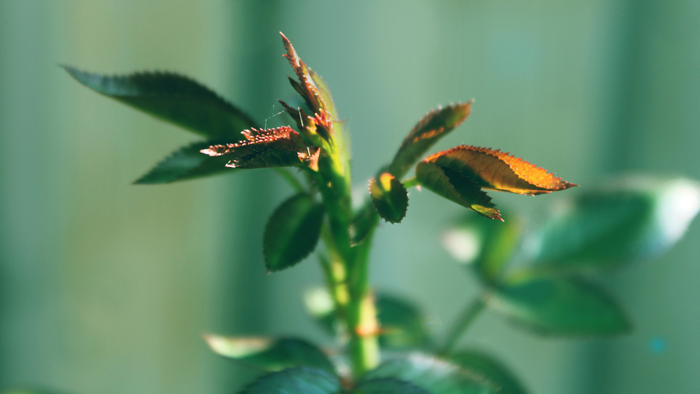 green, tree, natural, macro