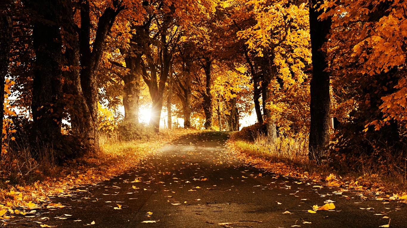 autumn breeze, autumn, breeze, flower, trees, road, sun, shine, yellow, cool, hot, awesome, nice, view, sunset, leaves, leaf, bright, sunny, day, night, forest, jungle, summer, spring, winter