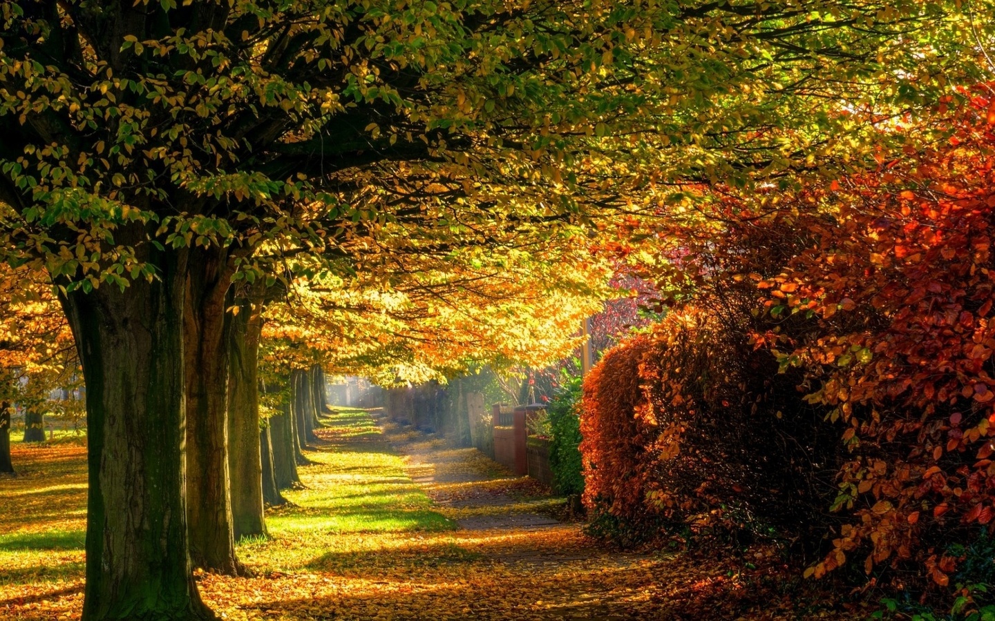 path, autumn, trees, leaves, colors