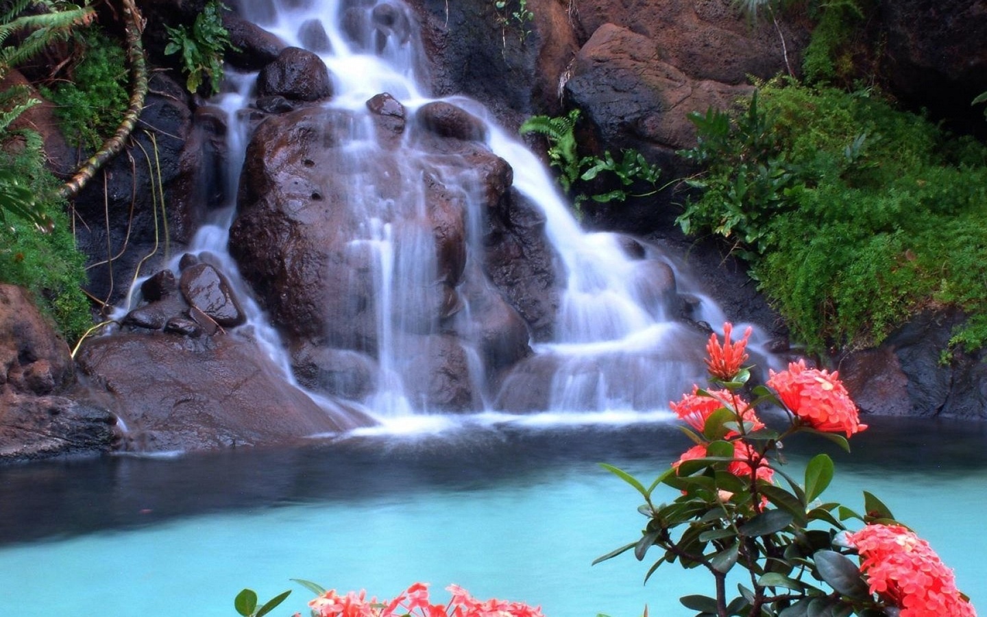 forest, red, tree, leaves, waterfalls, rock, flower