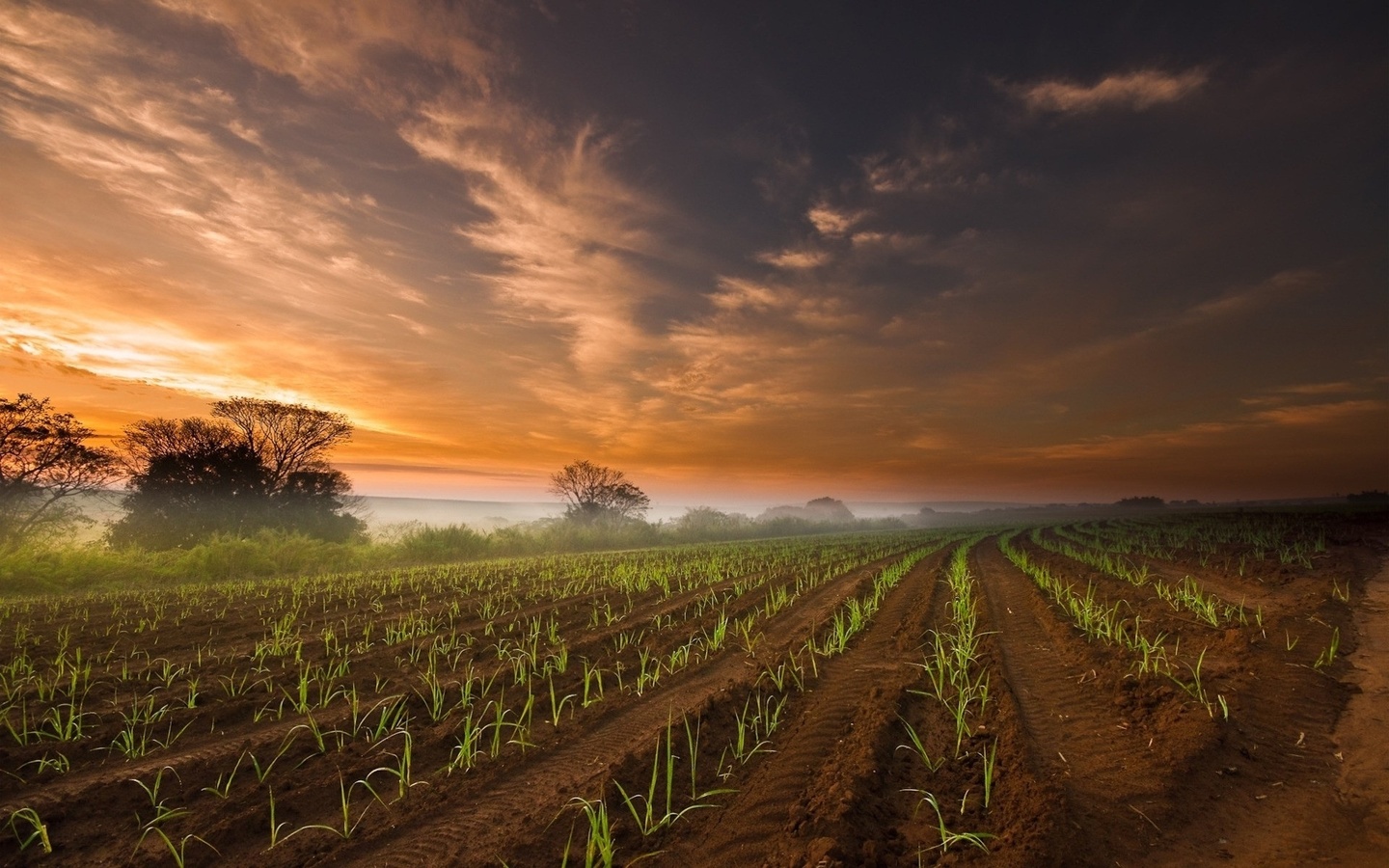 farm, field, green, sky, clouds, grass