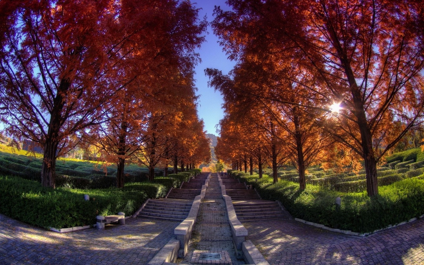 stairs, autumn, tree, leaves, tree