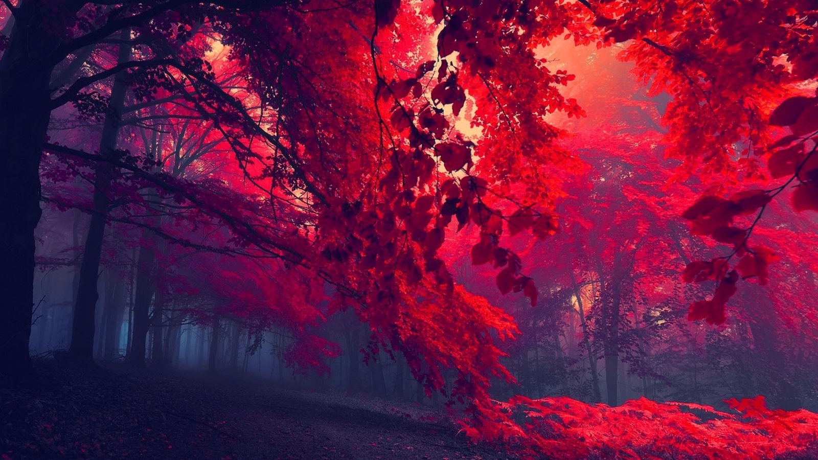 forest, red, tree, leaves, sunlights