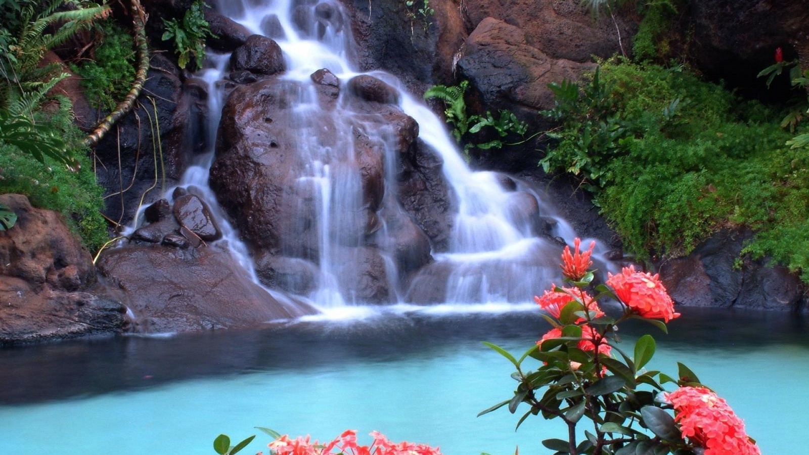 forest, red, tree, leaves, waterfalls, rock, flower