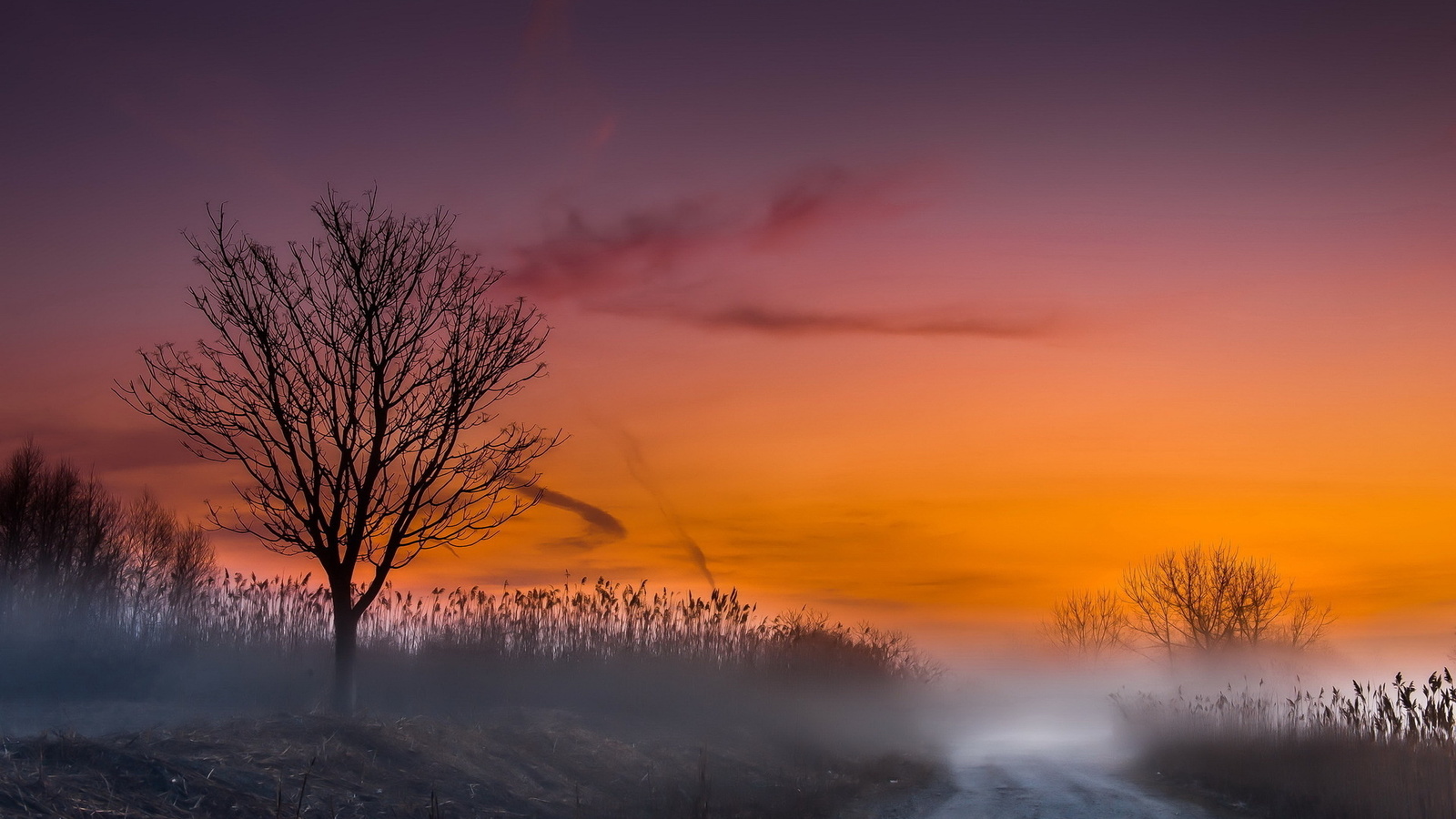 road, morning, tree, mist, tree, sky, purple