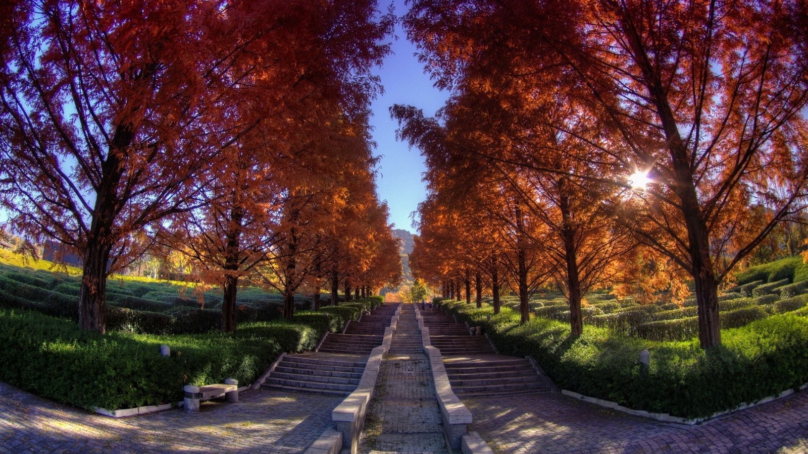 stairs, autumn, tree, leaves, tree