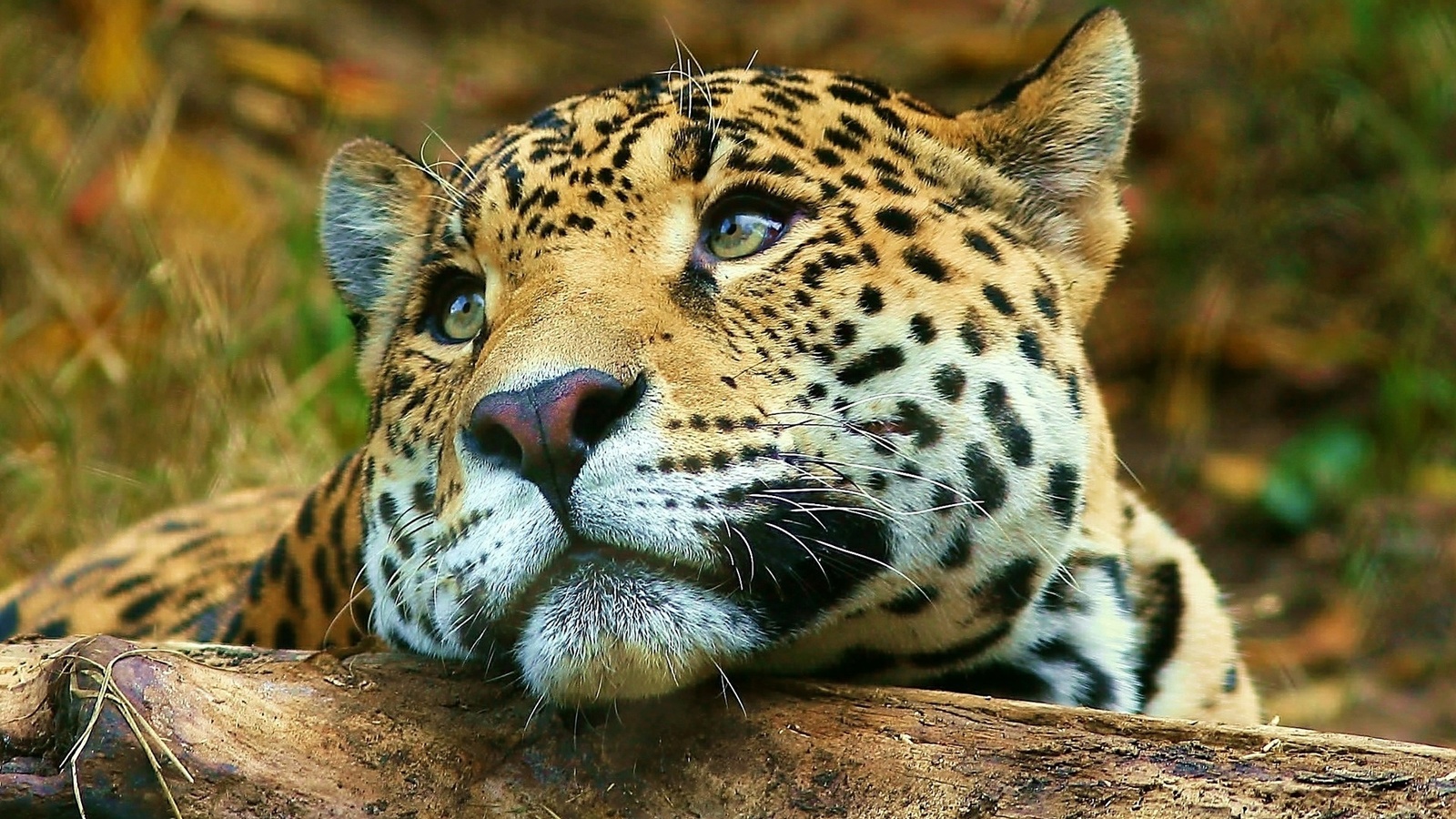 jaguar, branch, tree, bigcat, wild