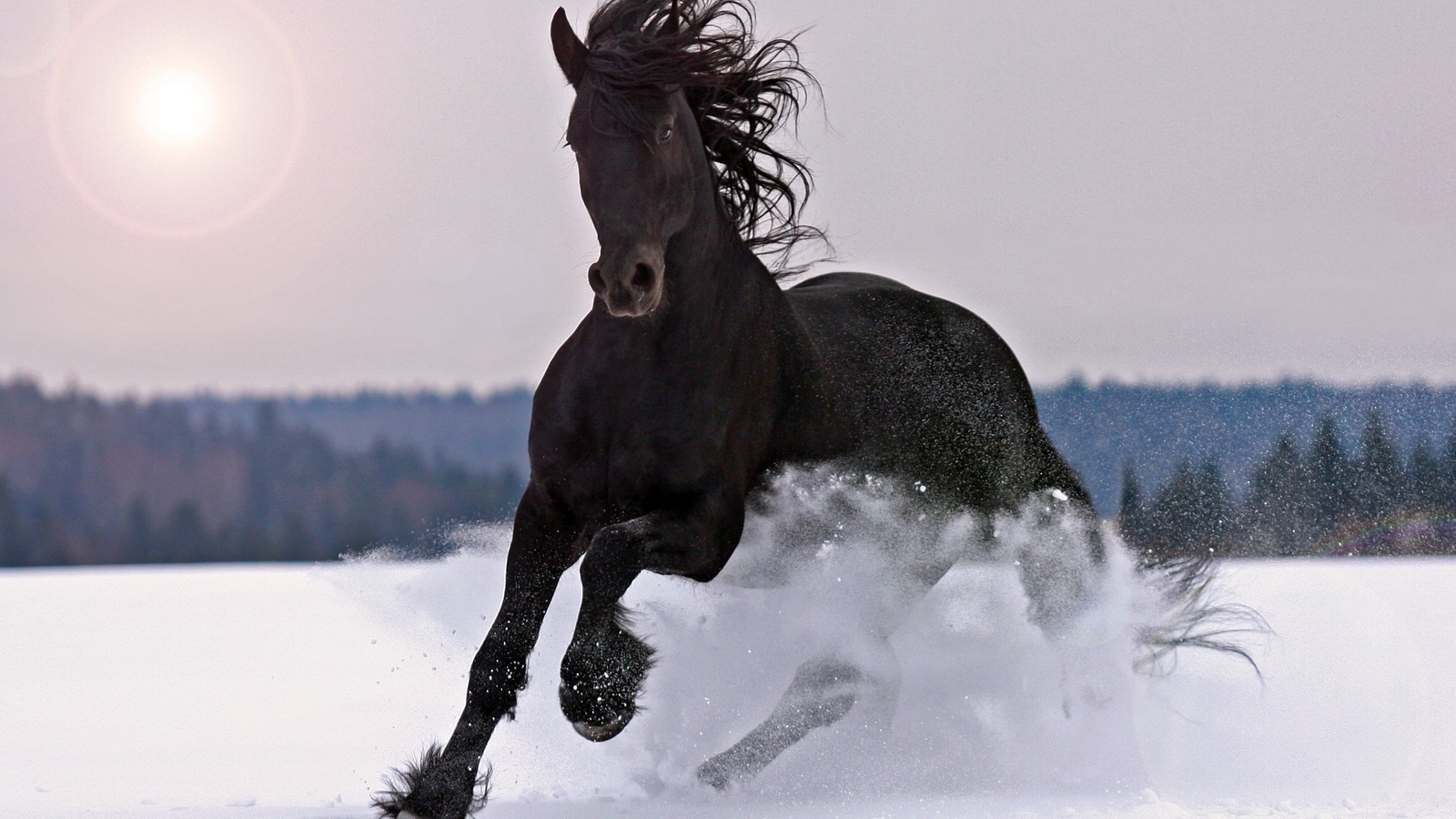 лошадь, зима, снег, макро, фото, природа, черный, конь