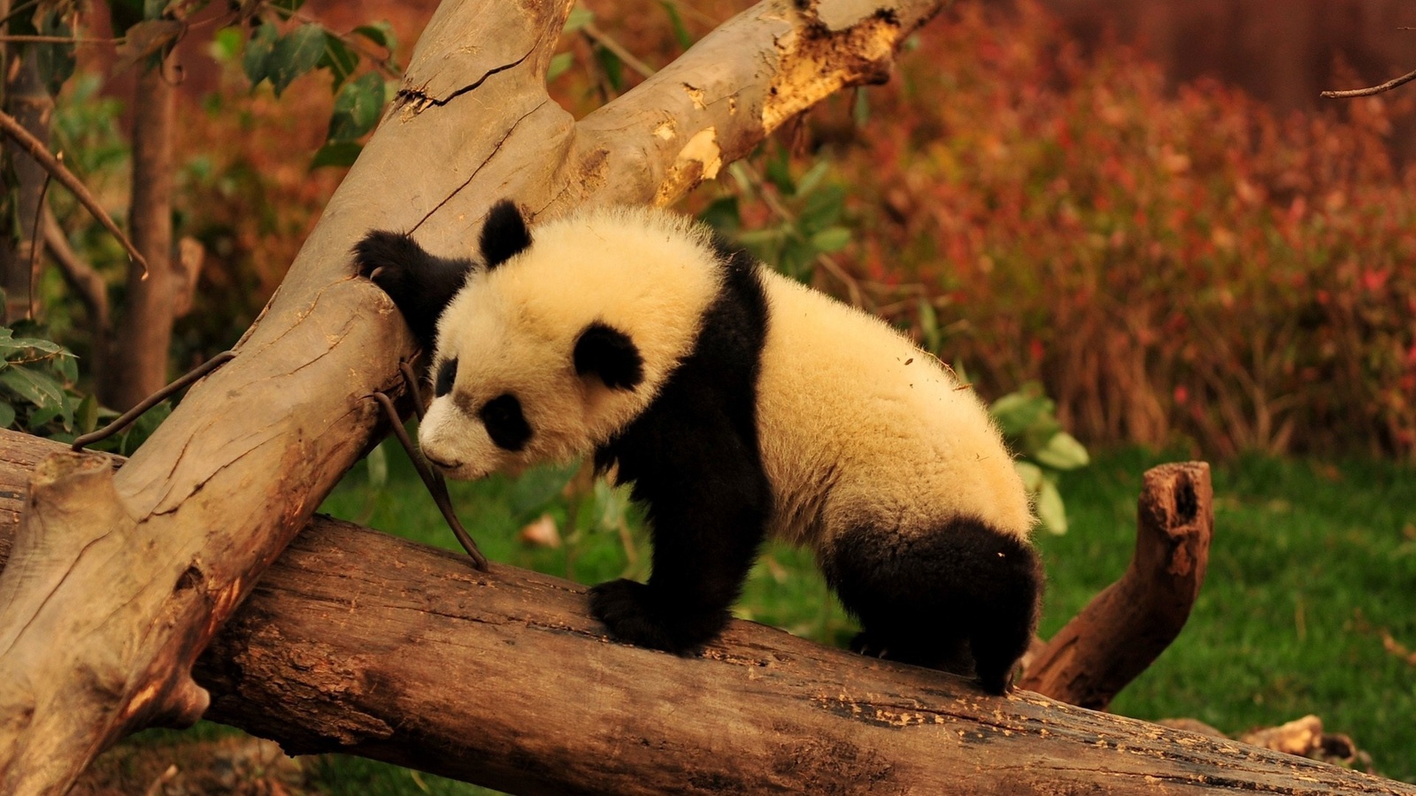 panda, bear, tree, branch, wild