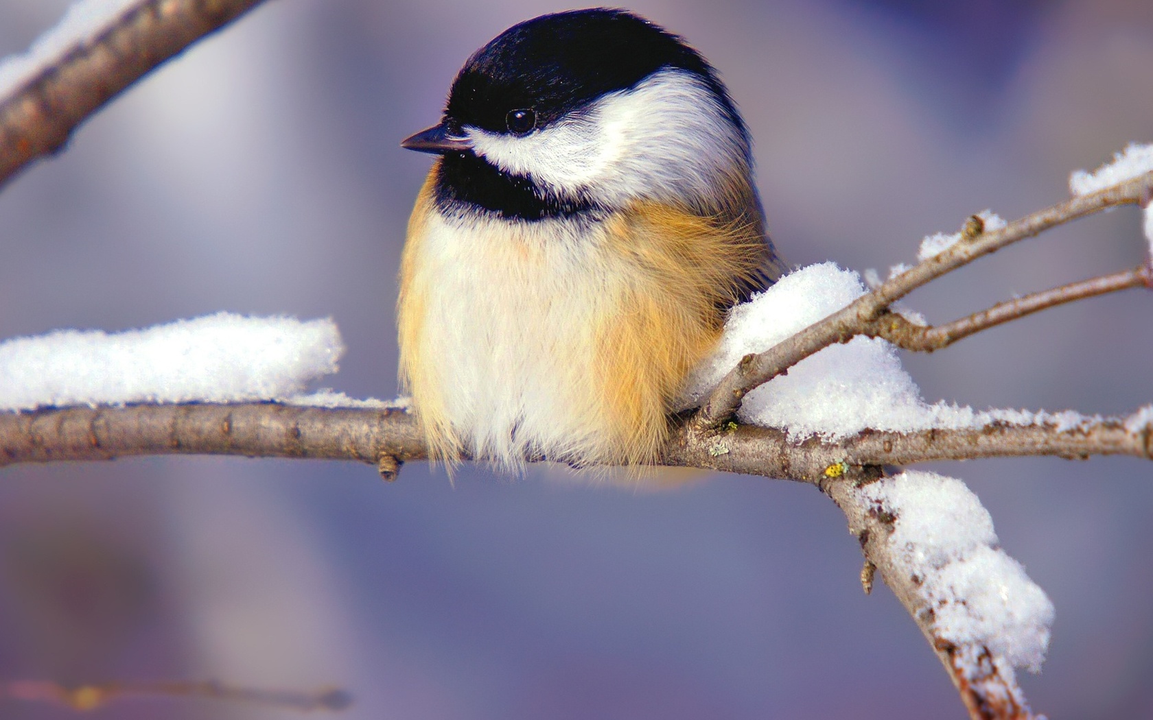 bird, tiny, branch, tree, snow