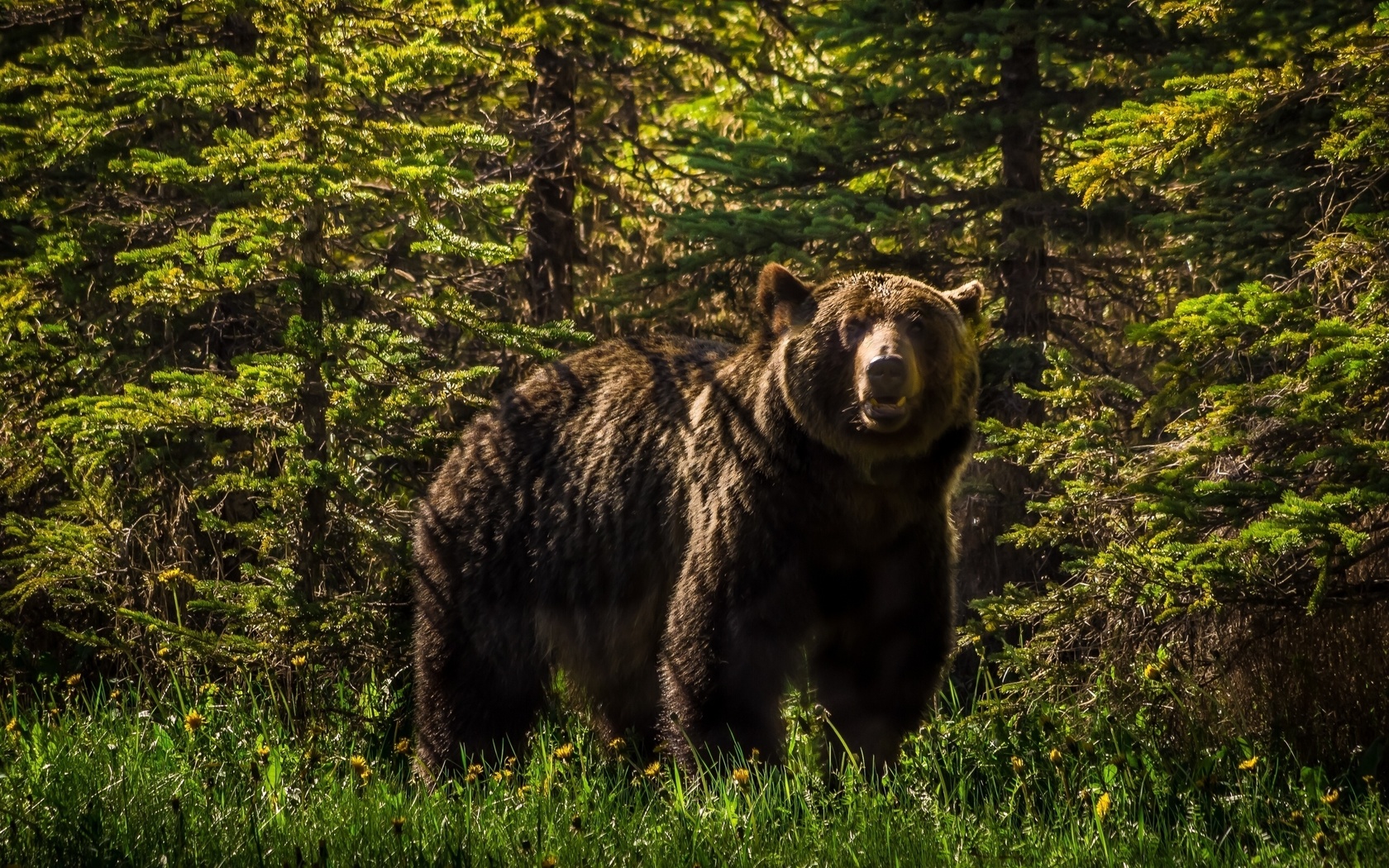 bear, forest, tree, grey, forest