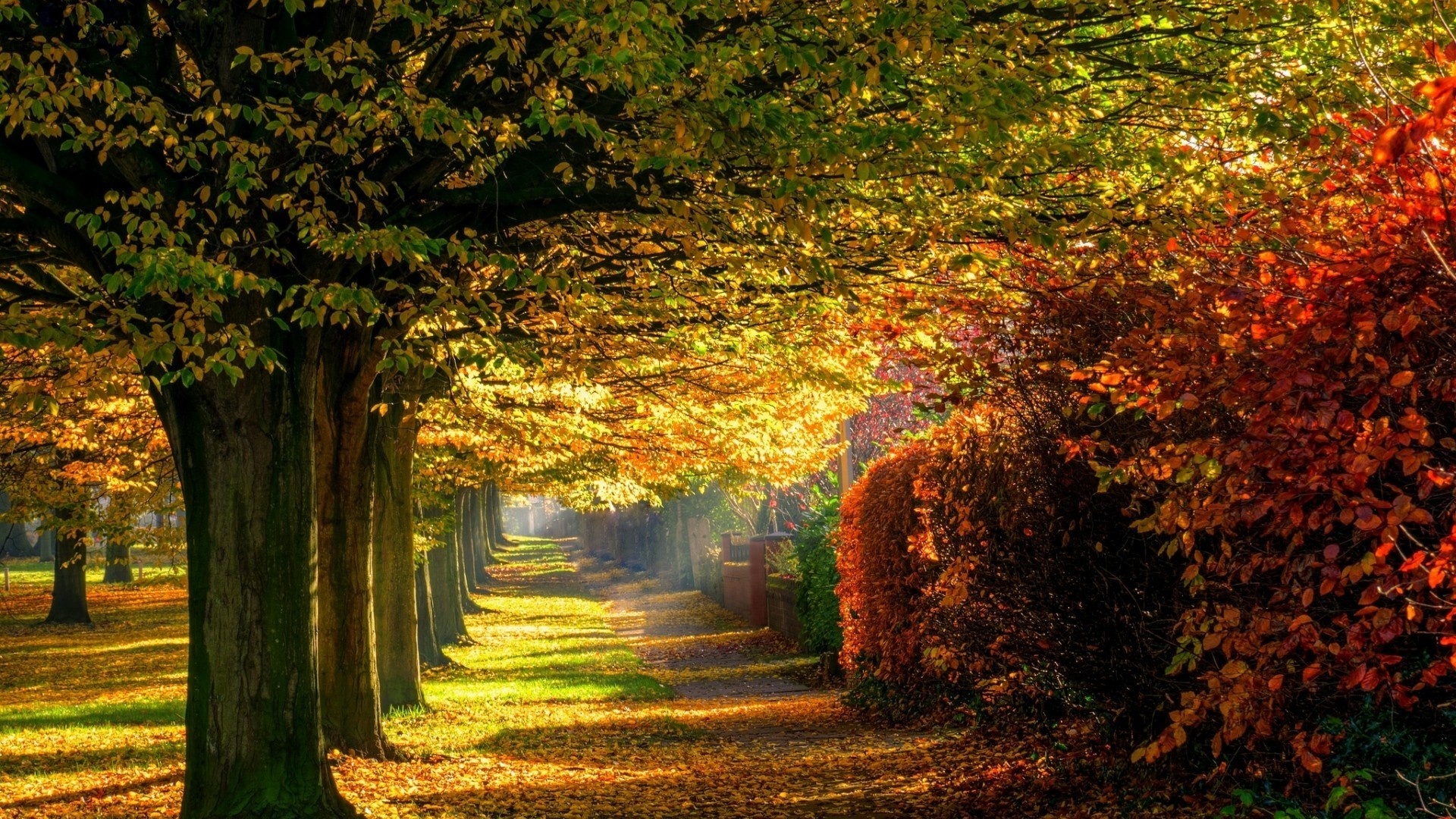 path, autumn, trees, leaves, colors