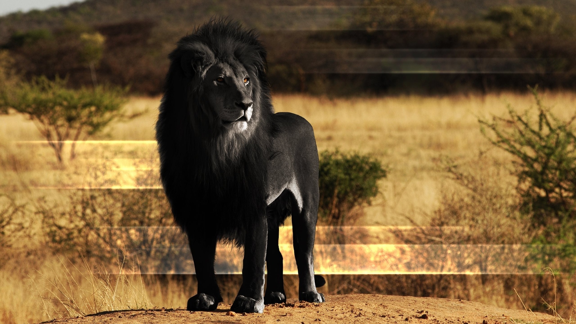 lion, black, wild, safari, africa, savanah