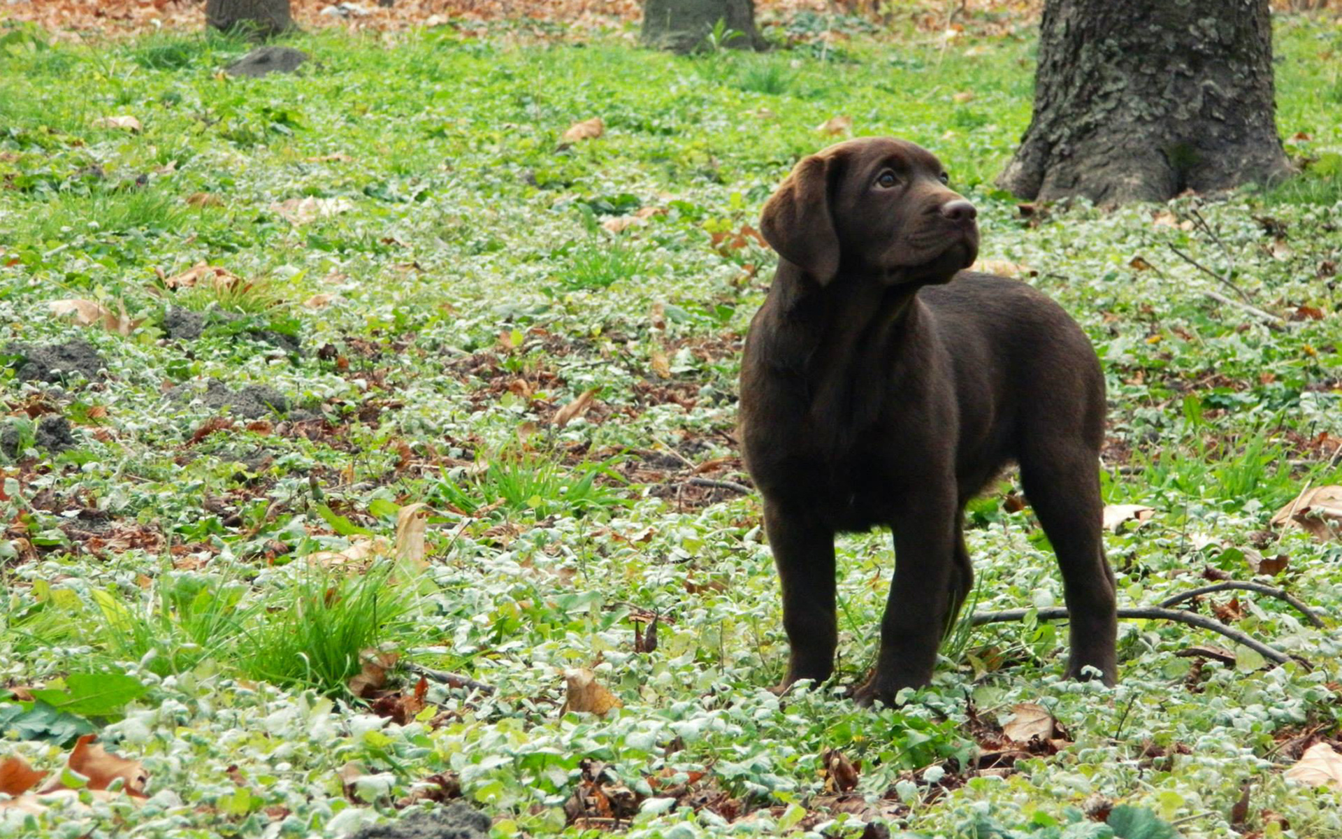 , , , puppy, glass, dog