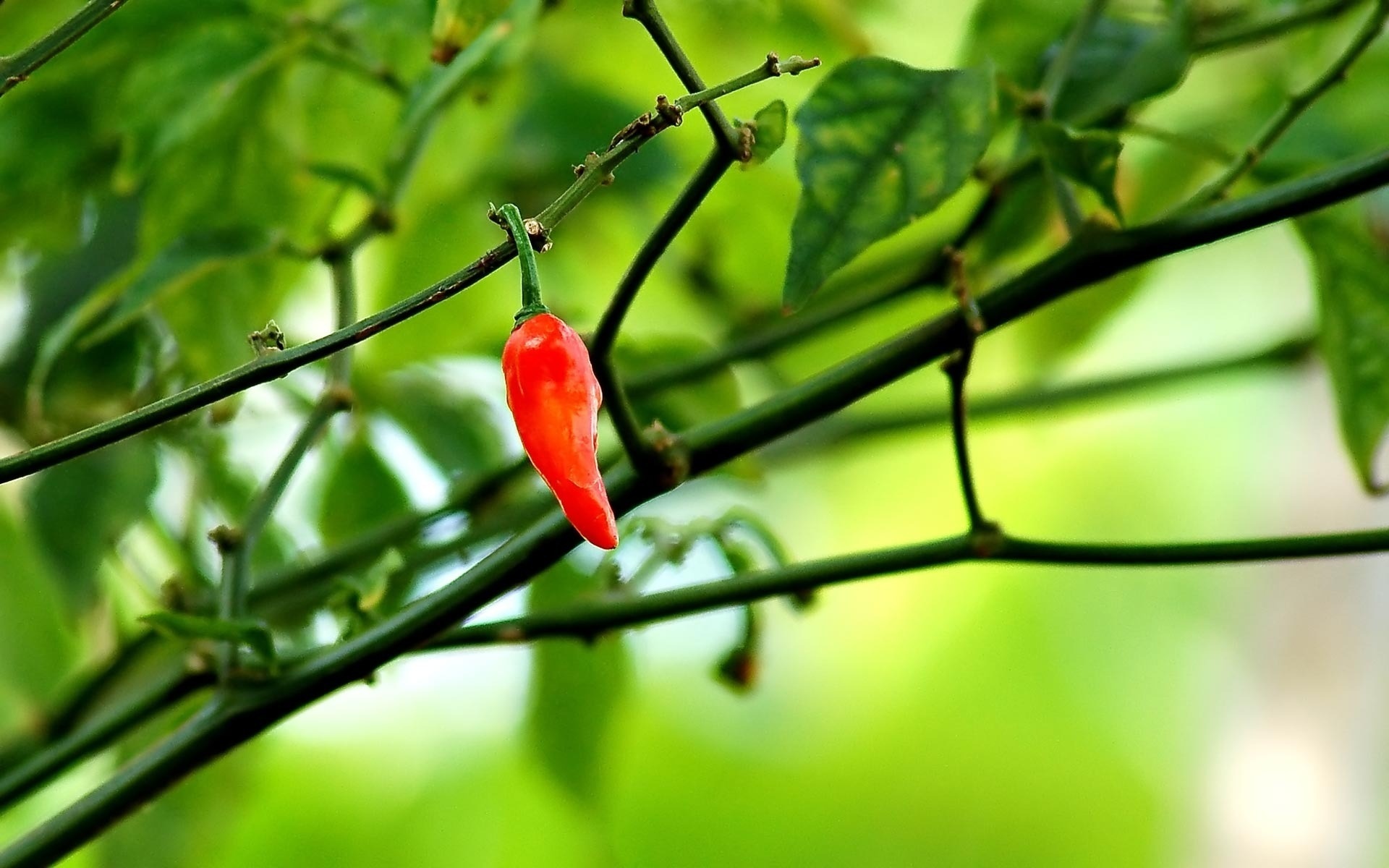 chili, pepper, red, branch, tree, green, leaves