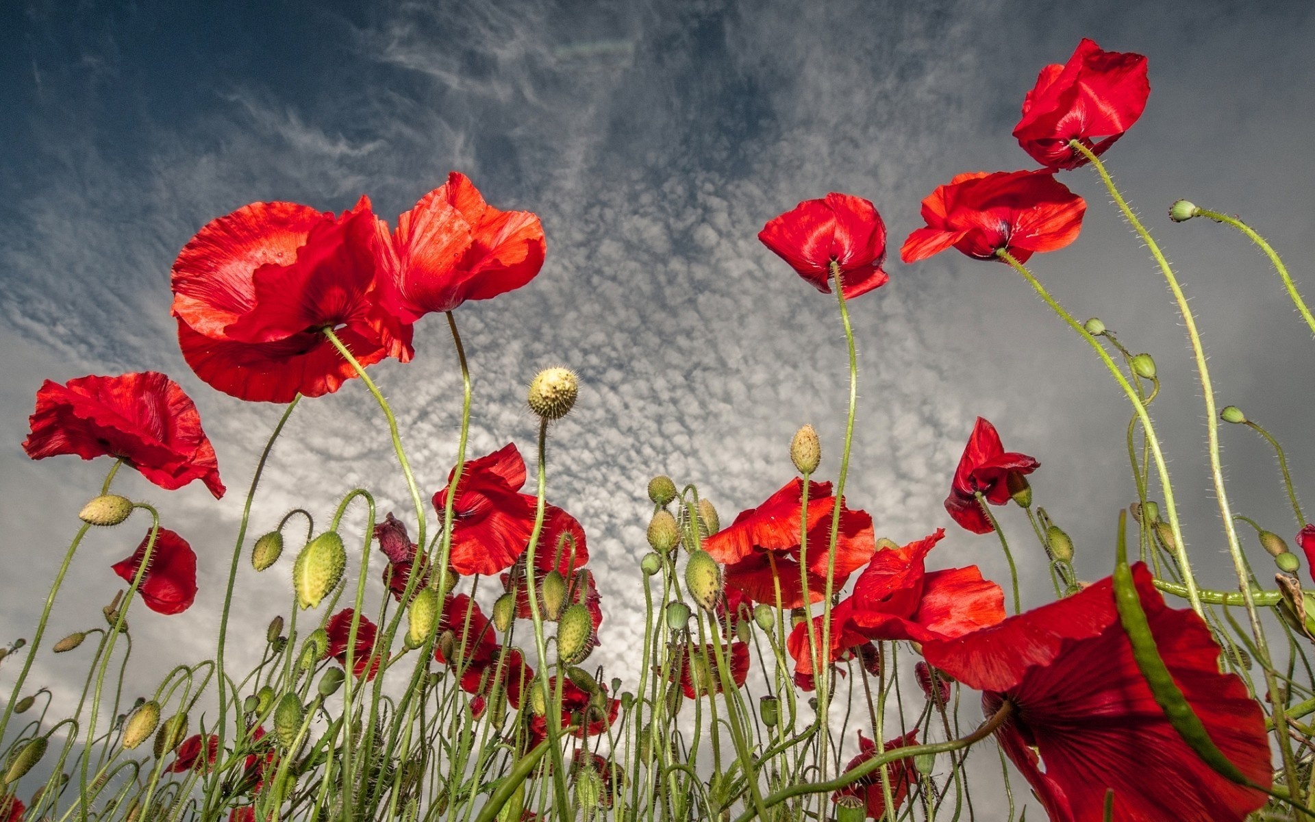 fields, colors, flowers, sky, red, trees