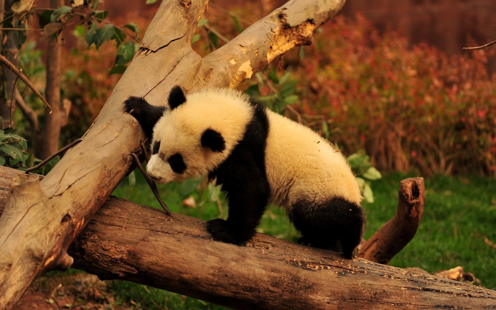 panda, bear, tree, branch, wild