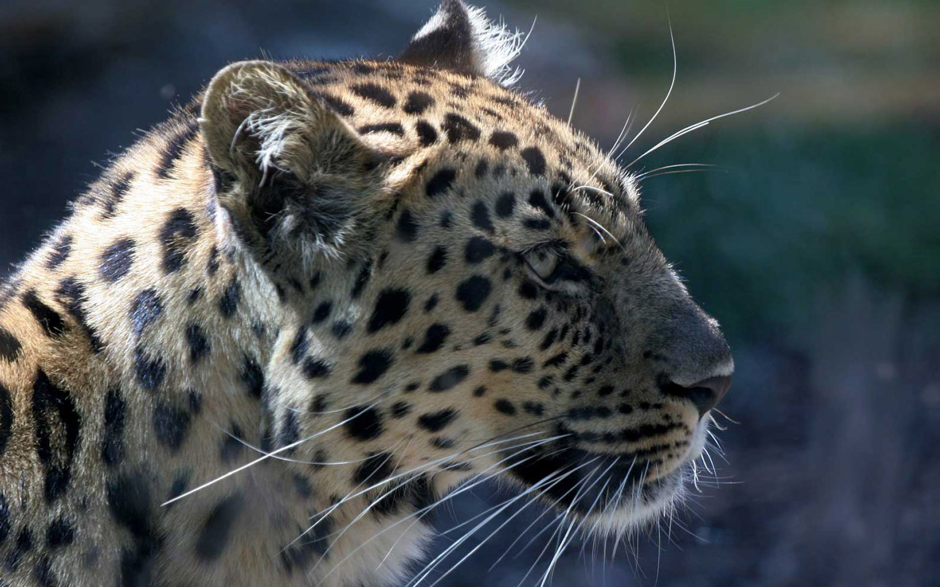 jaguar, wild, wilcat, jungle