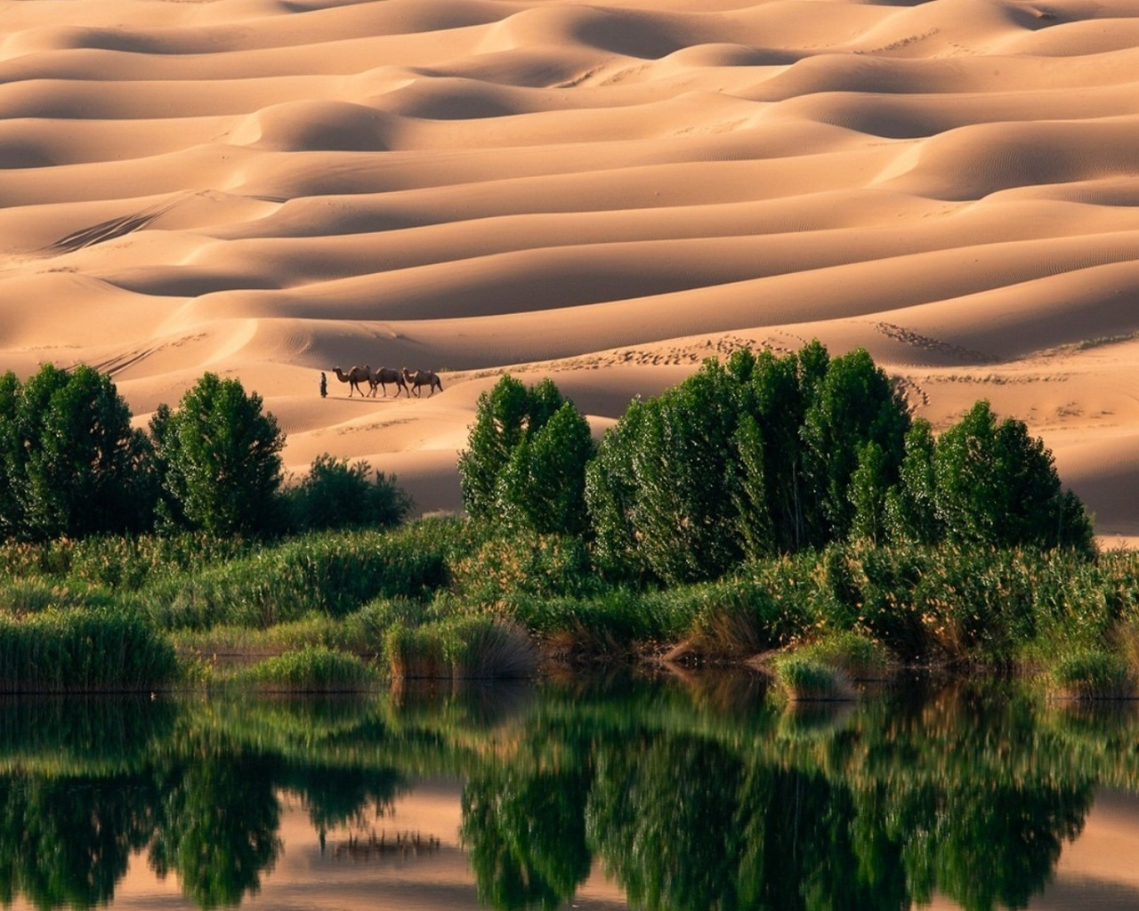 desert, oasis, water, sand, camel