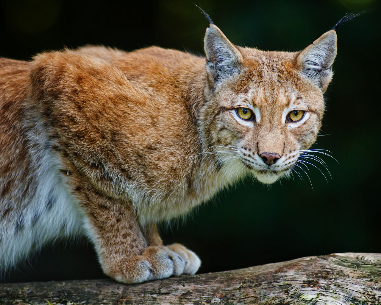 bobcat, lynx, , 