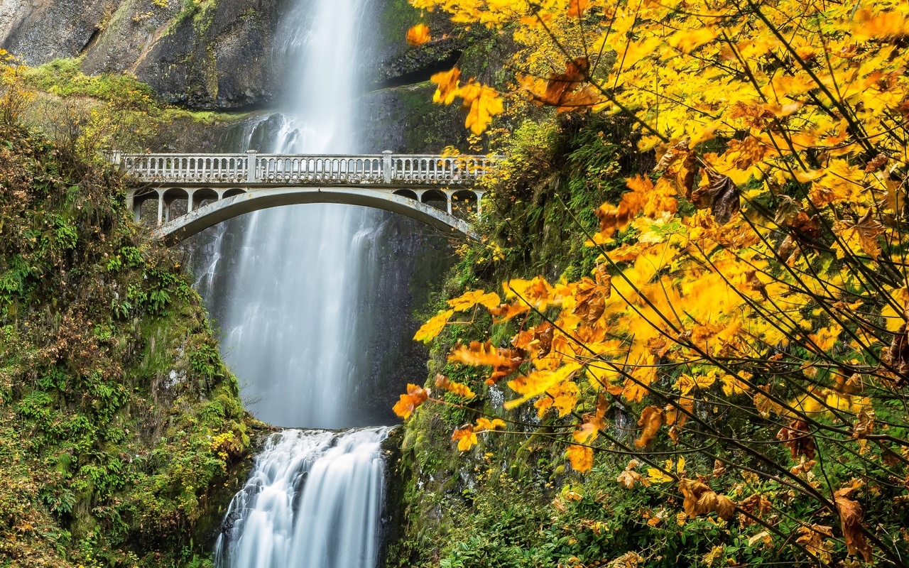 waterfall, forest, tree, river, green, bridge
