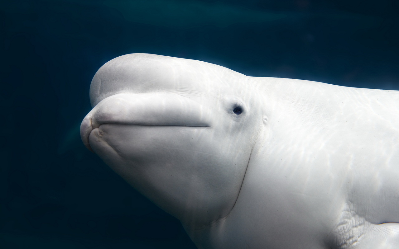 beluga whale, aquarium, white