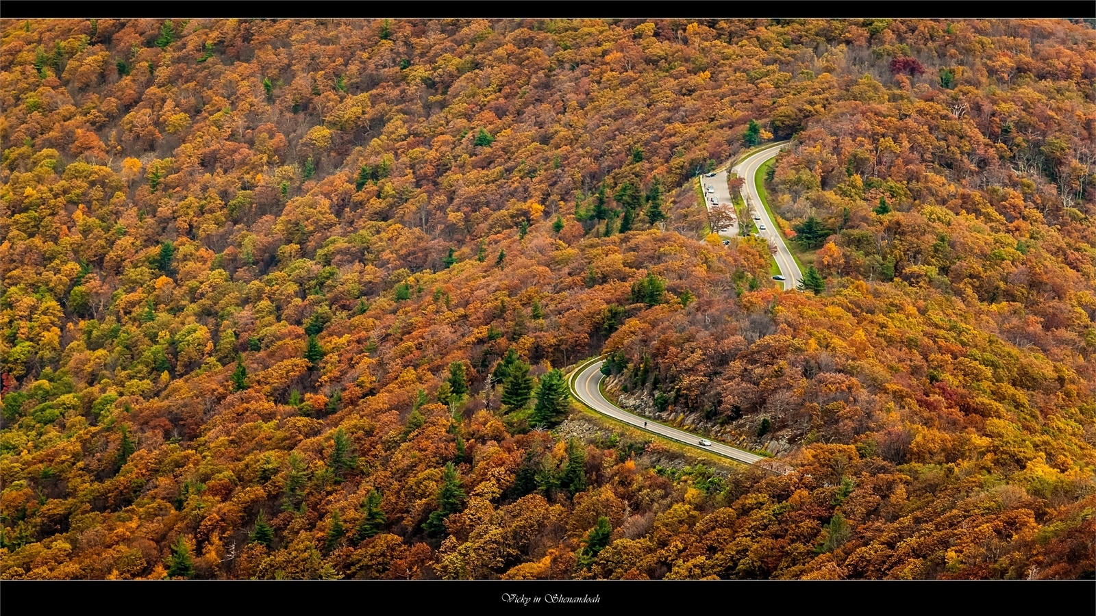 road, forest, tree, mountain