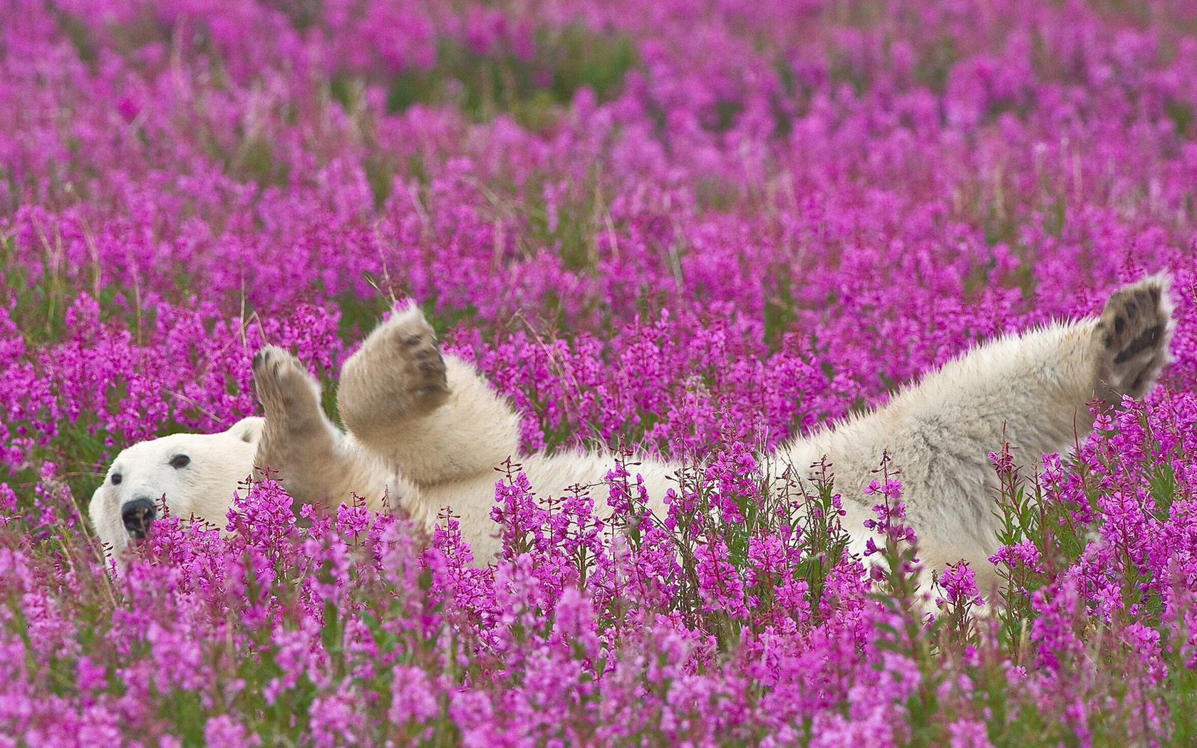 bear, forest, tree, grey, flower, wild