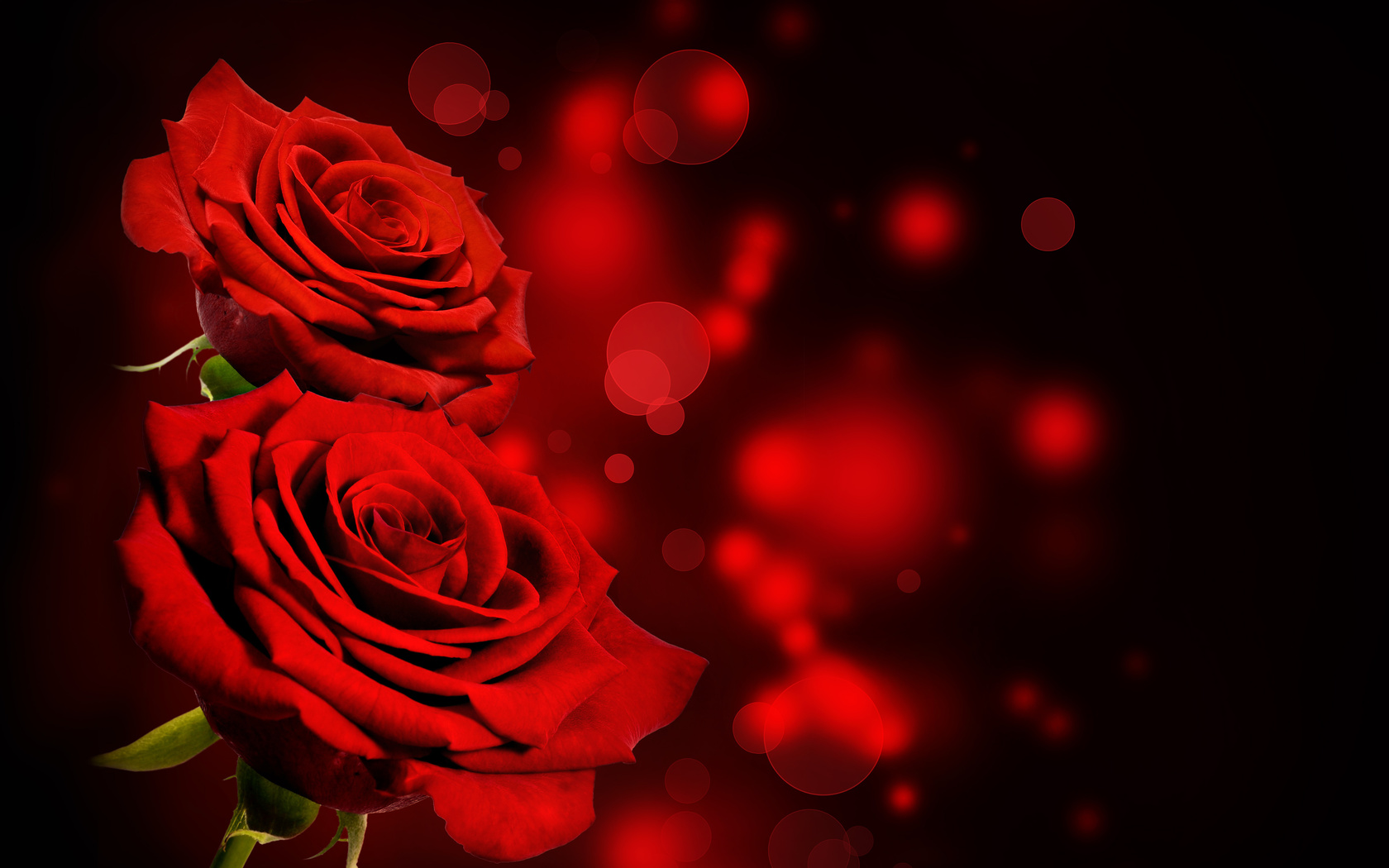 black, red, roses, flowers, 